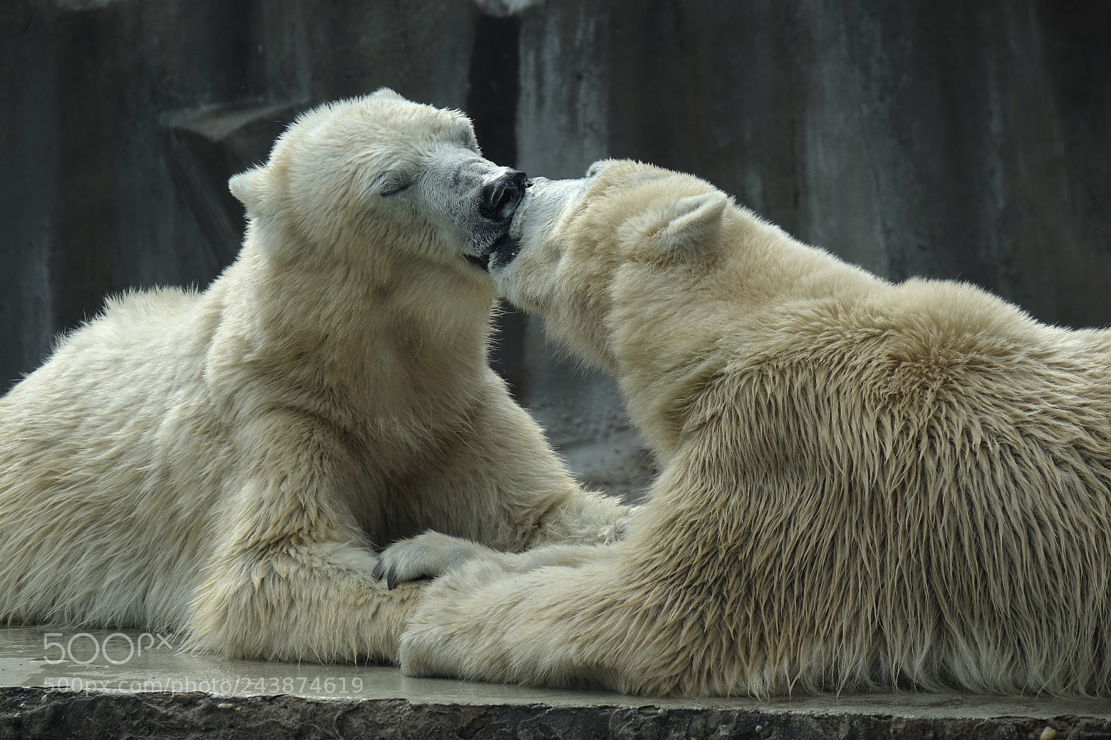 Sony Cyber-shot DSC-RX10 sample photo. Icebearlove! photography