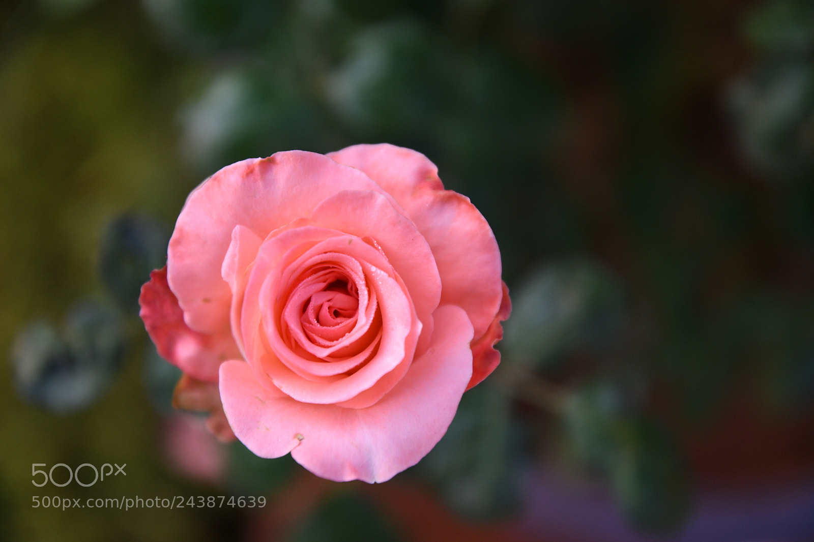 Nikon D500 sample photo. Shine in the way photography