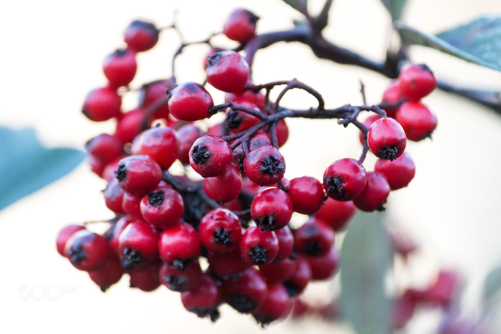 Canon EOS 70D sample photo. Lots of red berries photography