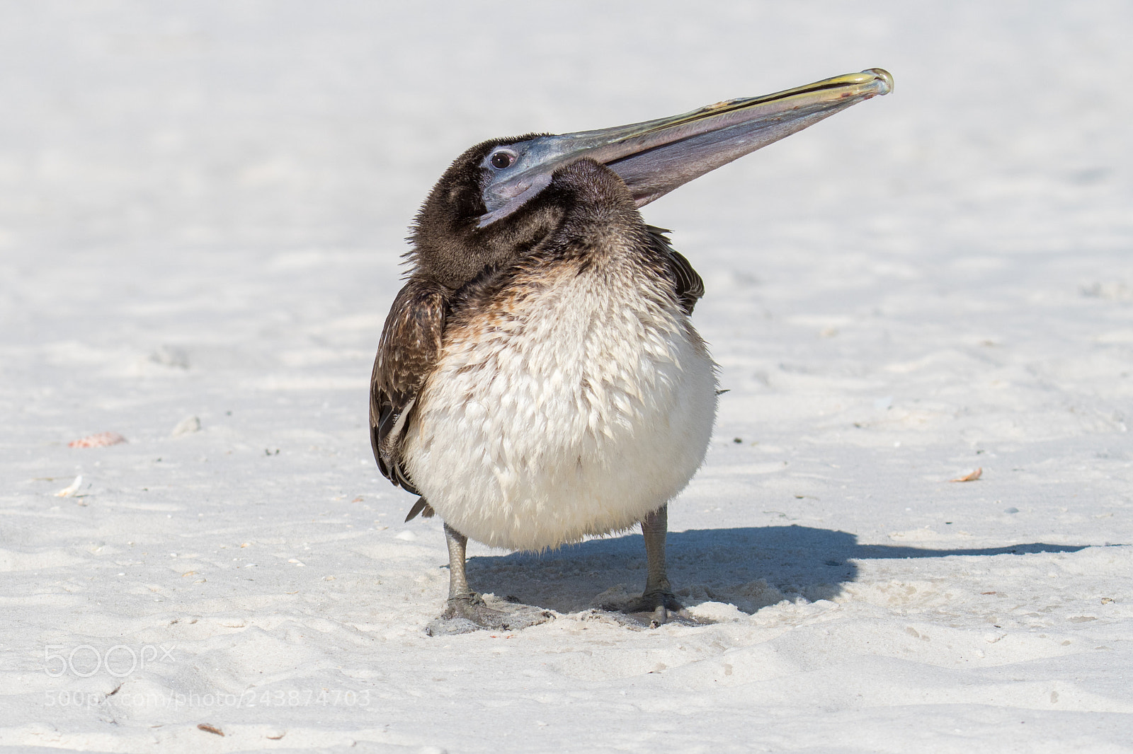 Nikon D500 sample photo. Pelican peekaboo photography