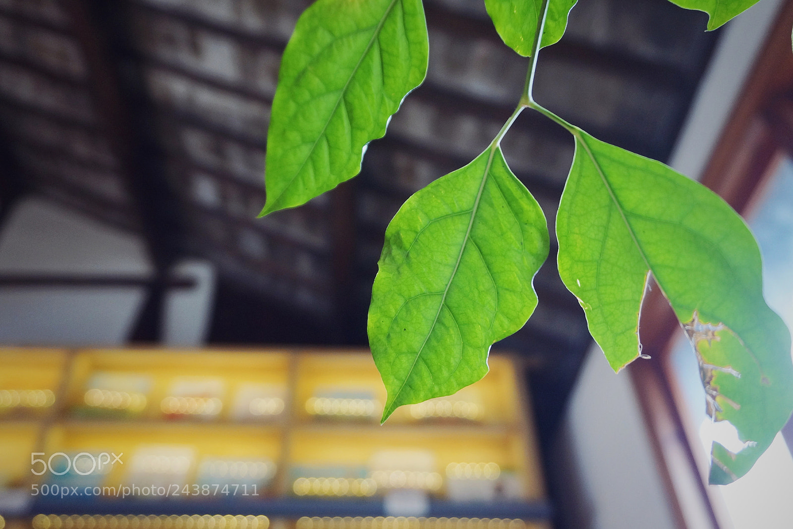 Sony Alpha NEX-3N sample photo. Spring is on its photography