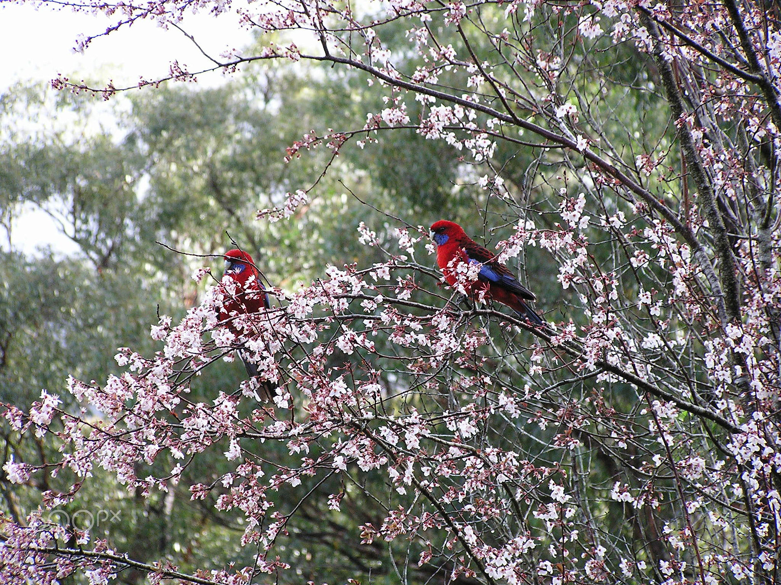 Olympus C740UZ sample photo. Crimson rosella's photography