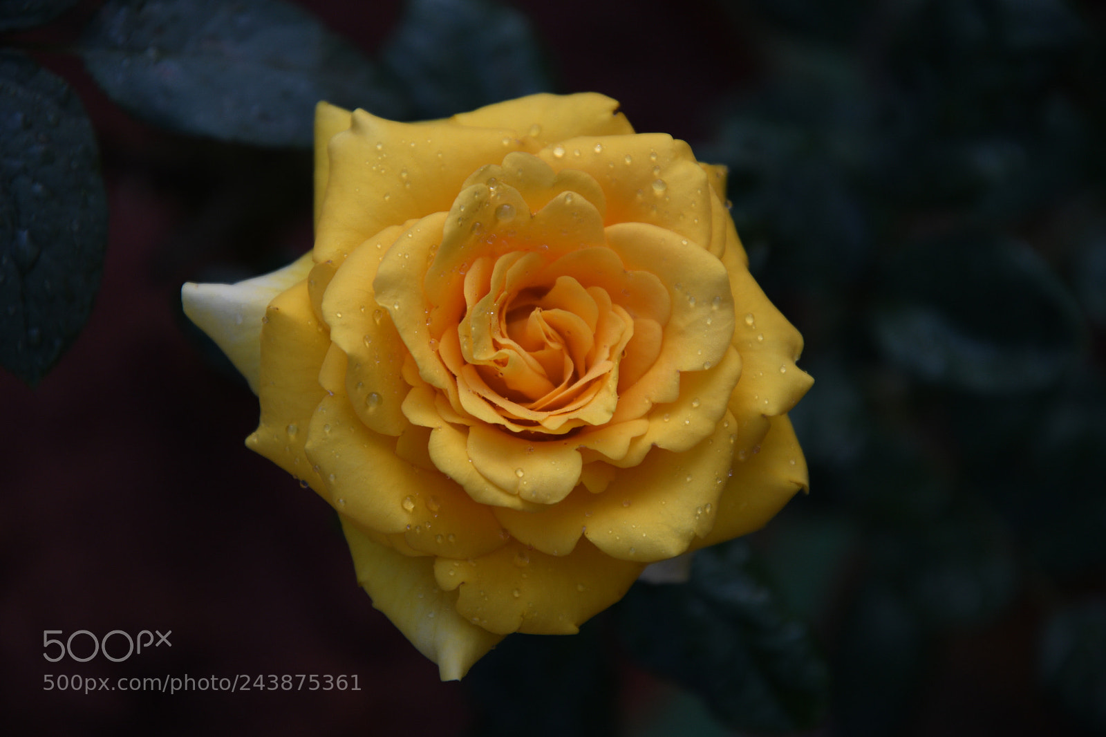 Nikon D500 sample photo. Attractions photography