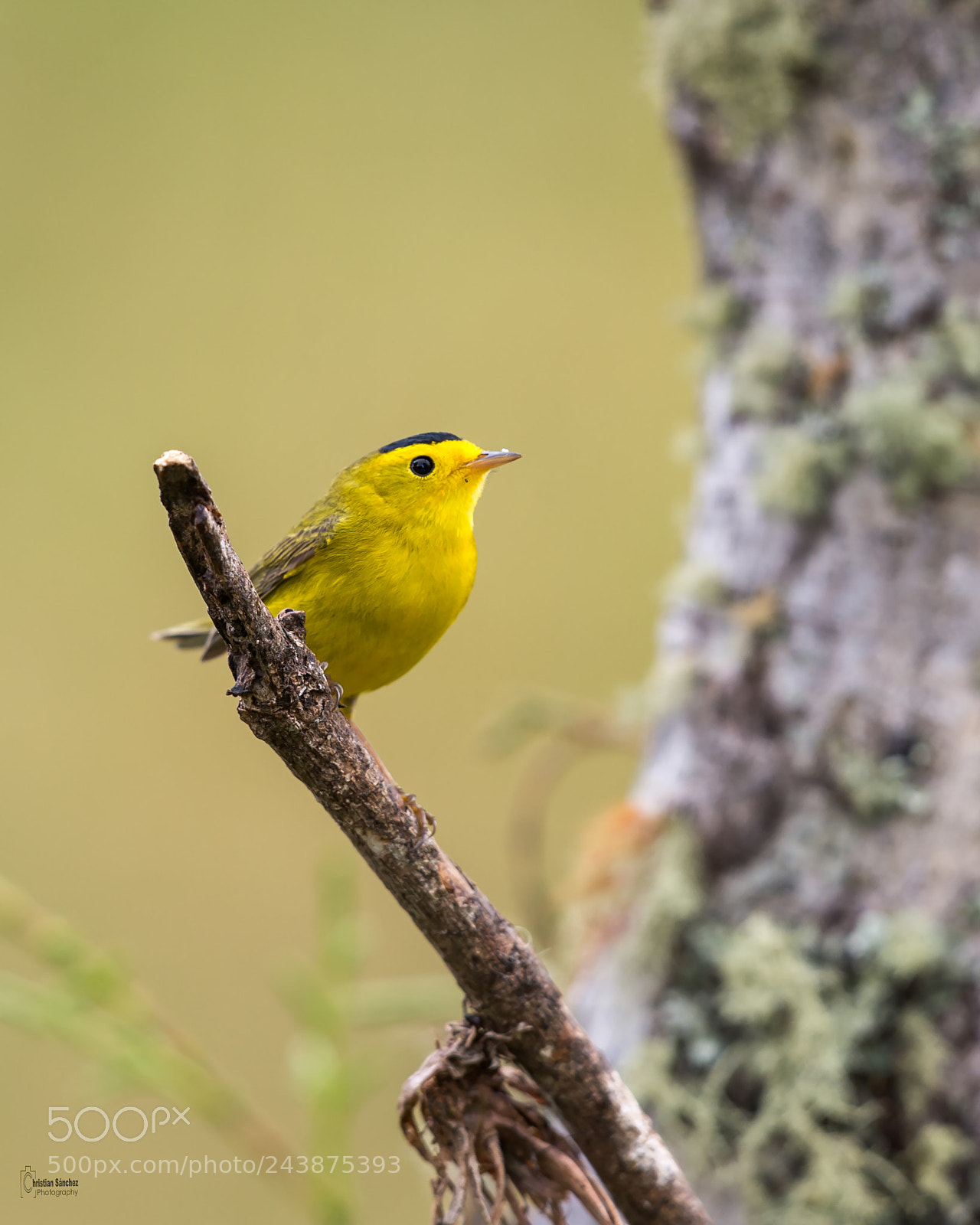 Nikon D4 sample photo. Wilson's warbler photography