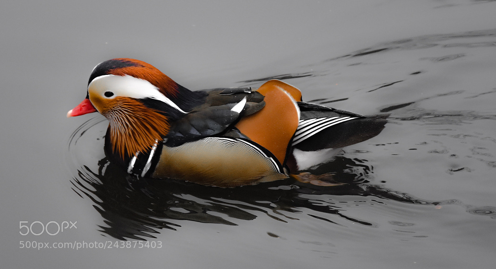 Nikon D7200 sample photo. Ente photography