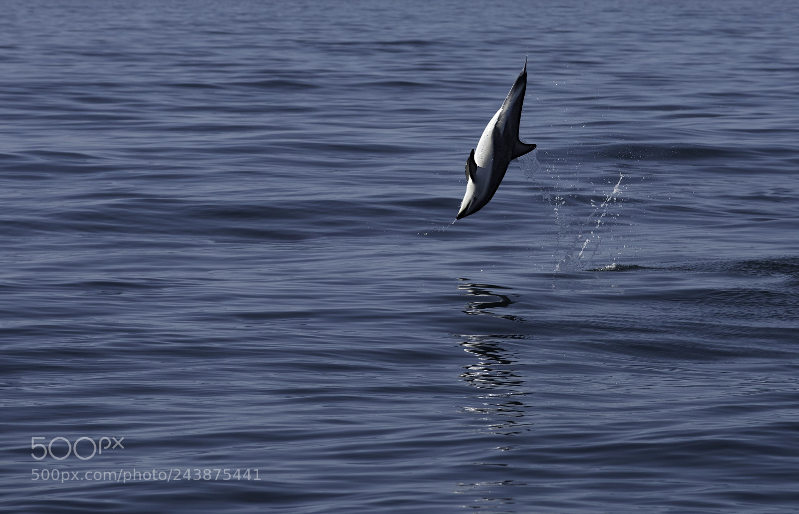 Nikon D810 sample photo. Dolphin flip ii photography