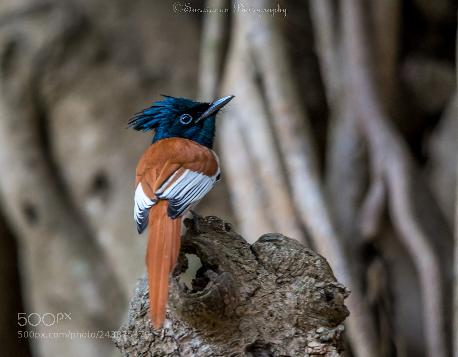 Nikon D500 sample photo. Flycatcher photography