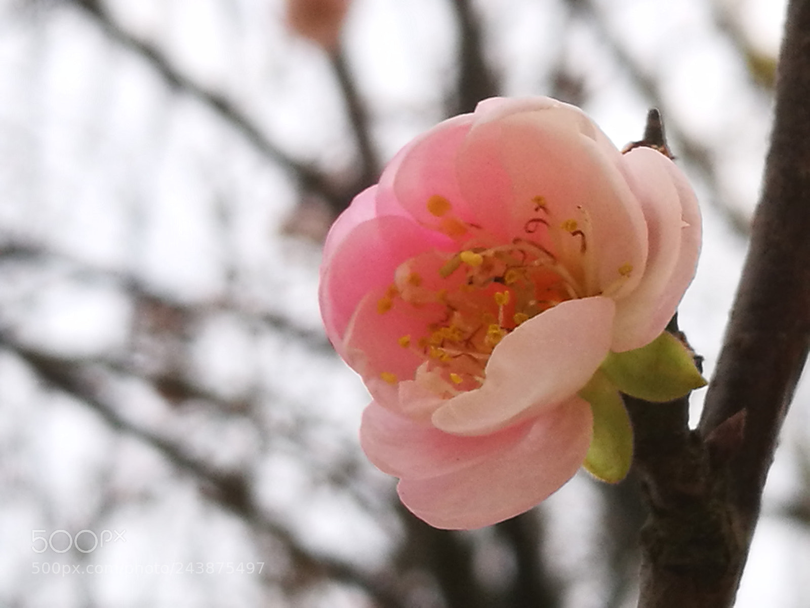 HUAWEI P9 sample photo. Pastel pink plum photography