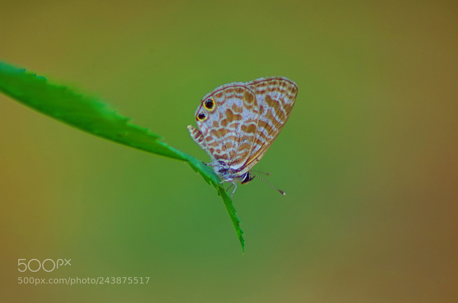 Pentax K-500 sample photo. Zebra blue ! photography