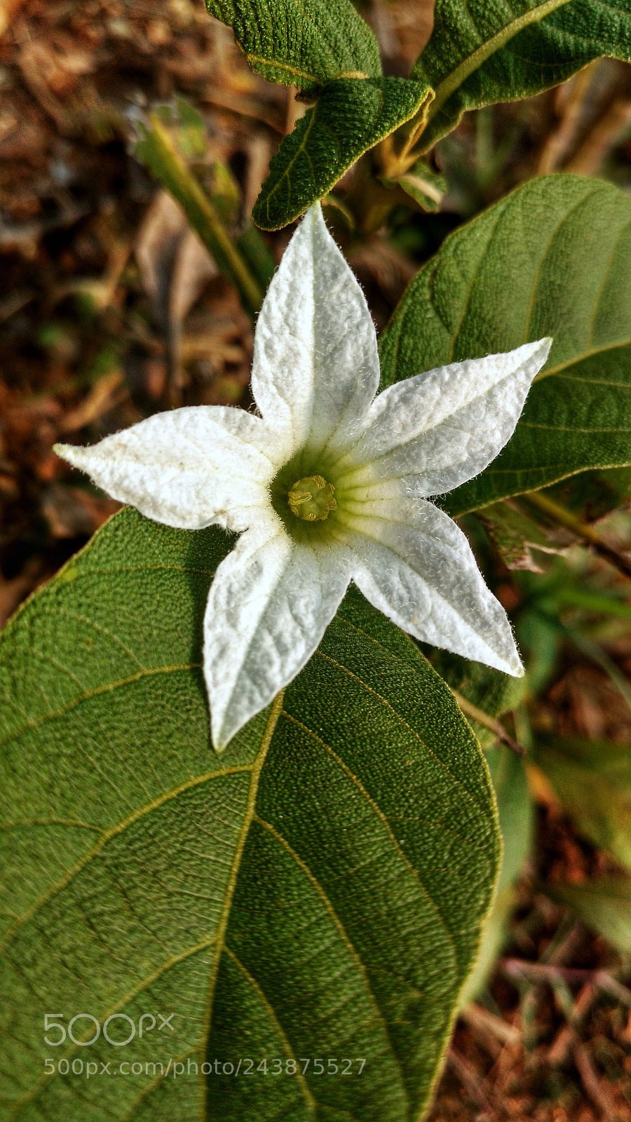 Motorola Moto X Play sample photo. Star flower photography