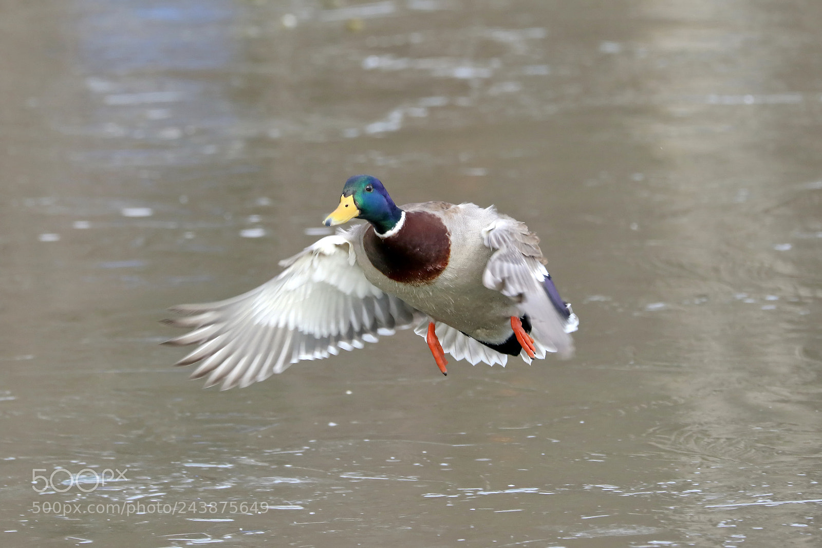 Canon EOS 7D Mark II sample photo. Mallard duck landing photography