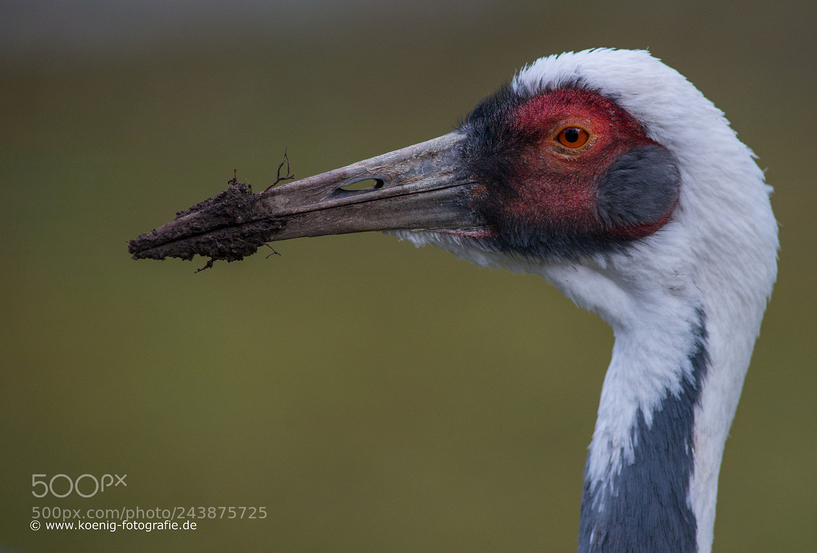 Nikon D800 sample photo. Crane photography