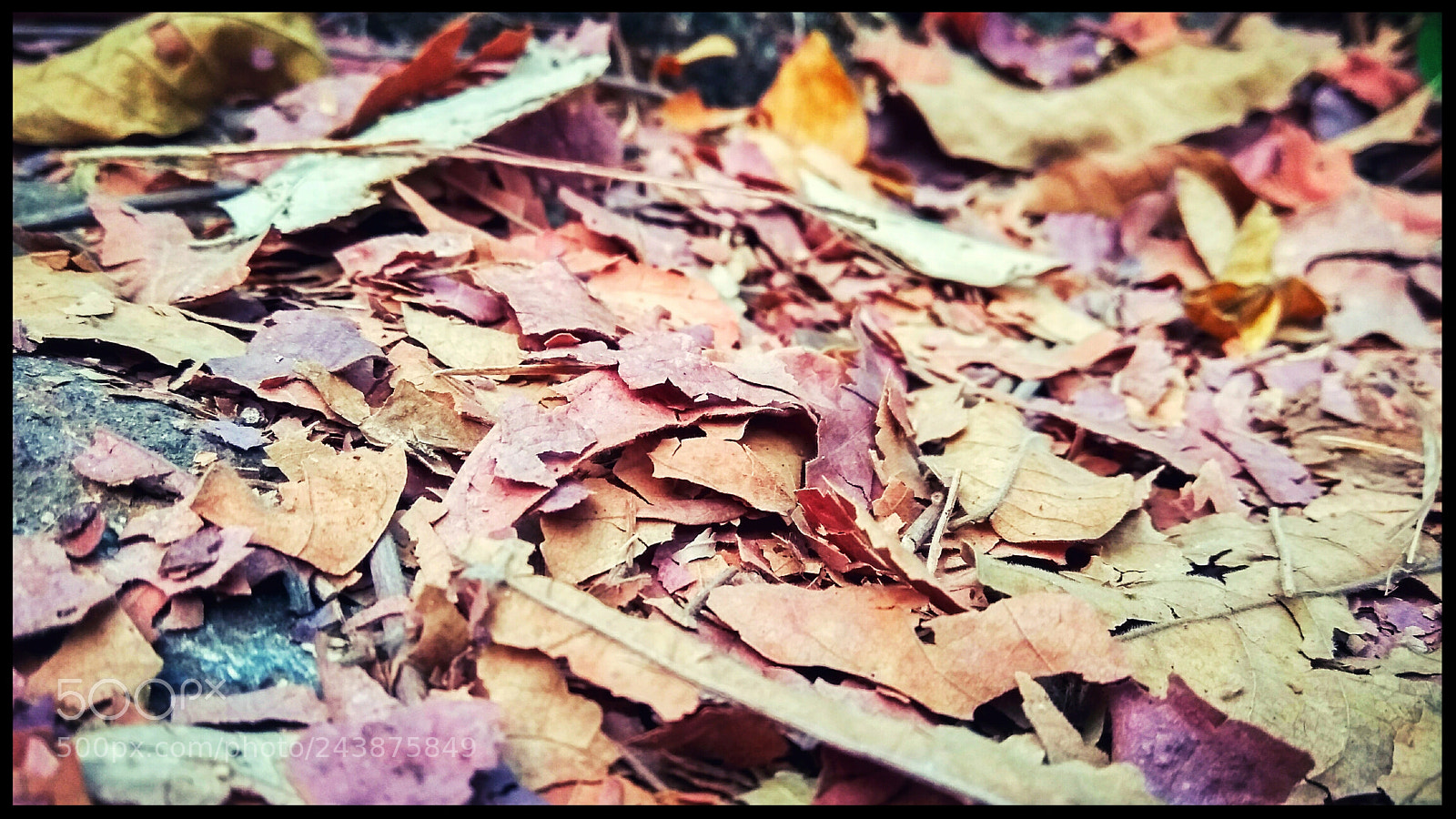 Xiaomi Redmi Note3 sample photo. Nature at it's best photography