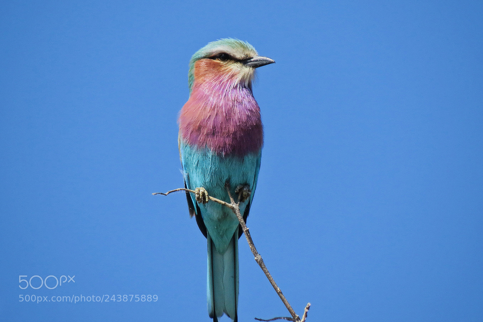 Canon PowerShot SX50 HS sample photo. Lilac-breasted roller photography