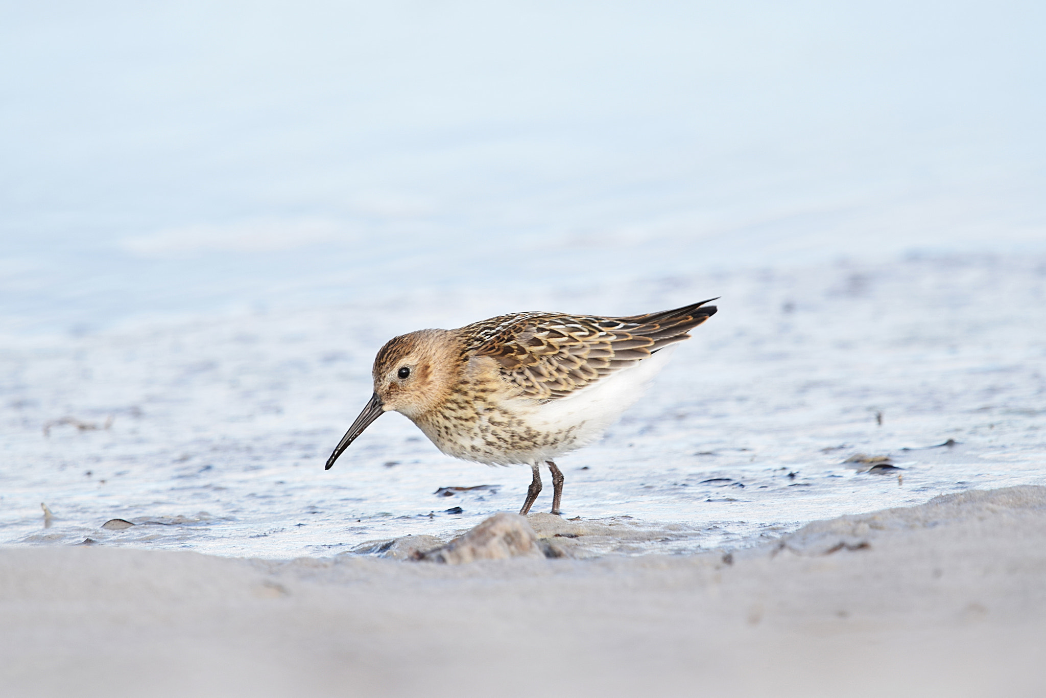 Nikon D5300 + Sigma 150-600mm F5-6.3 DG OS HSM | C sample photo. Dunlin photography