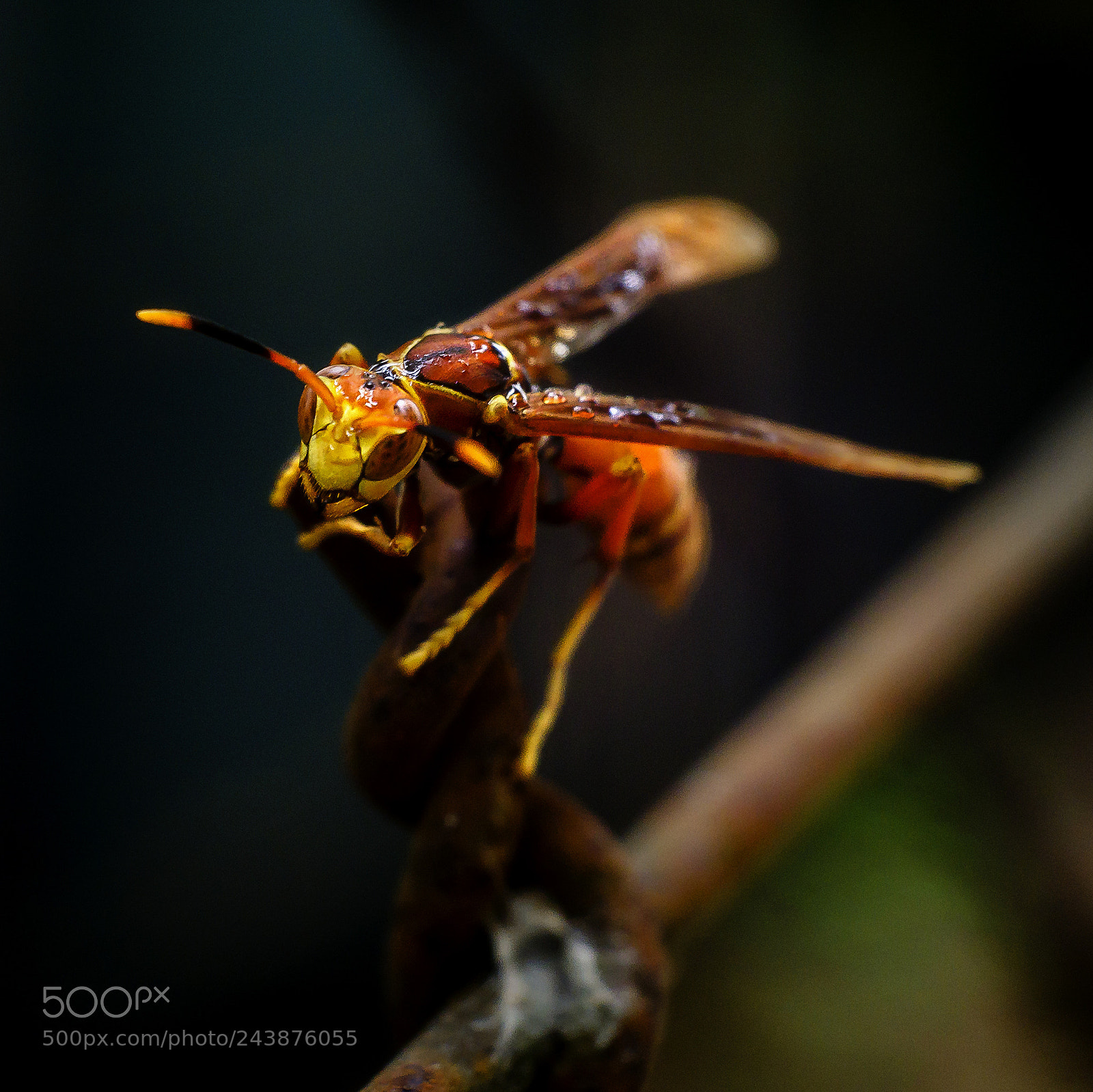 Fujifilm X-A1 sample photo. Polistes sp. photography