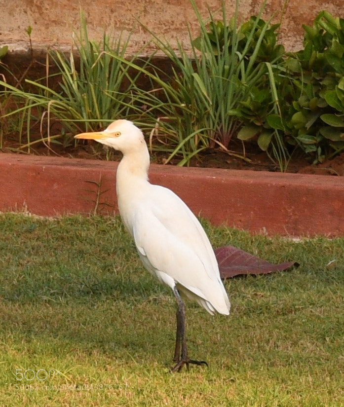 Nikon D500 sample photo. Birds in white photography