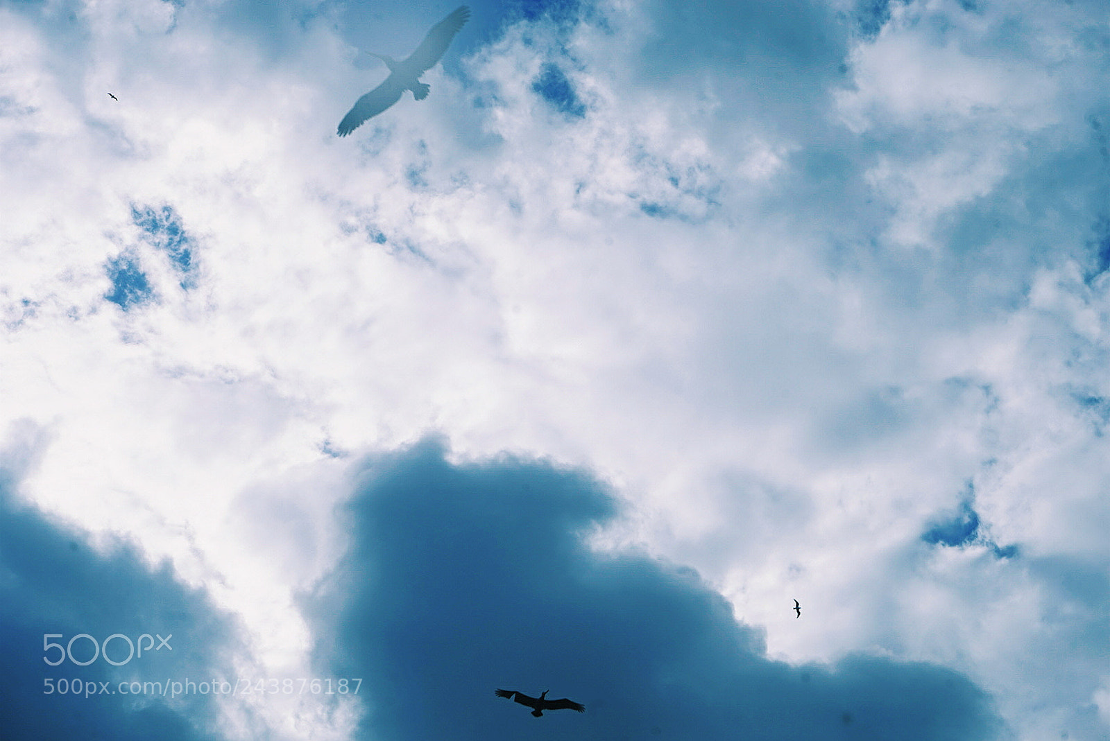 Sony a7 sample photo. Pelican flight photography
