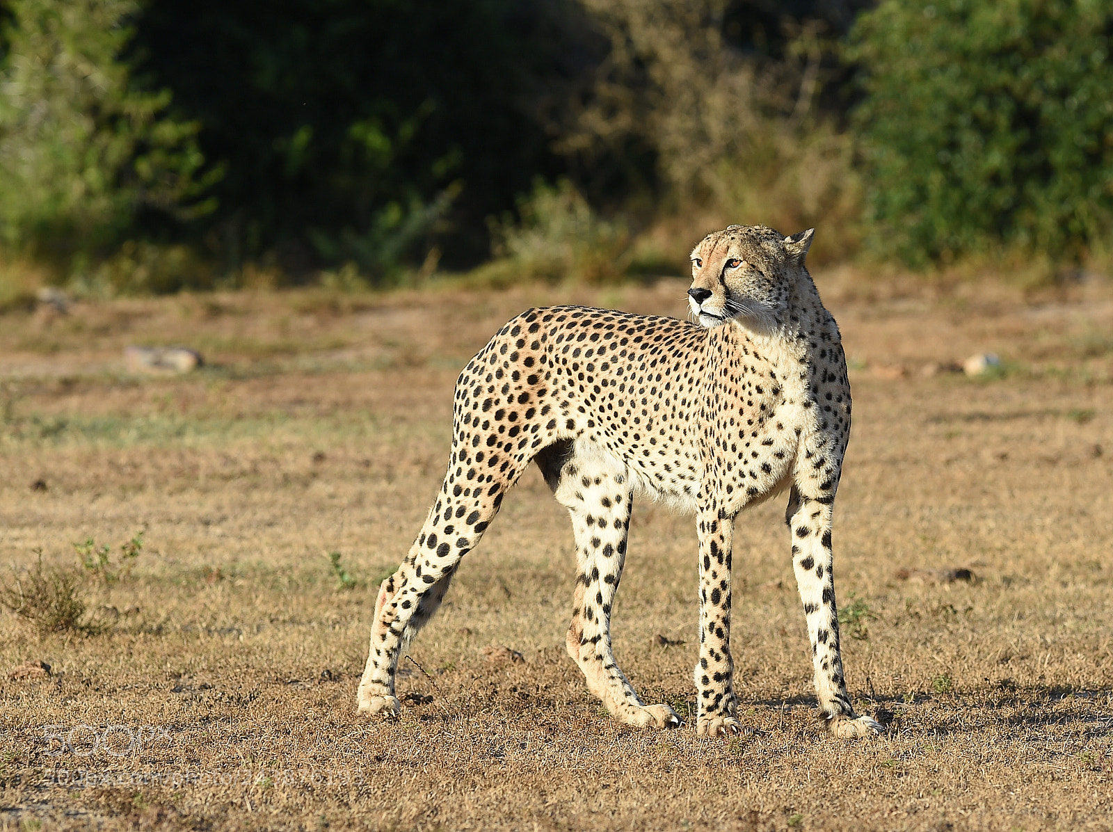 Nikon D4S sample photo. Sleek sunshine photography