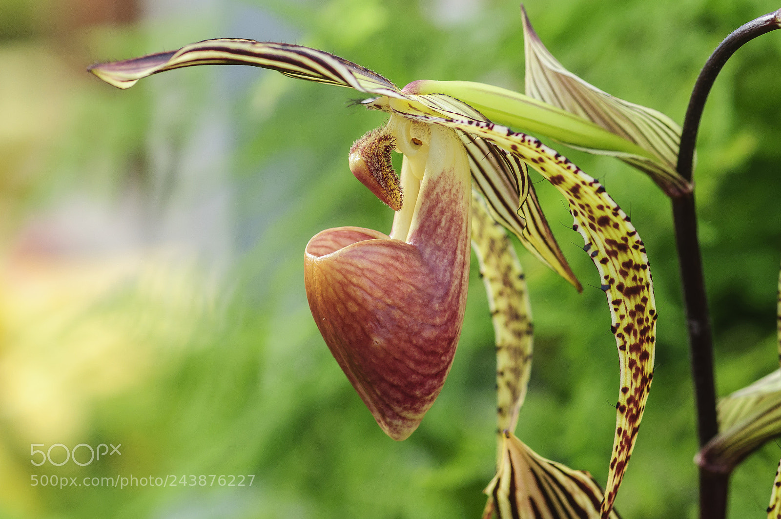 Nikon D90 sample photo. Lady's slipper photography
