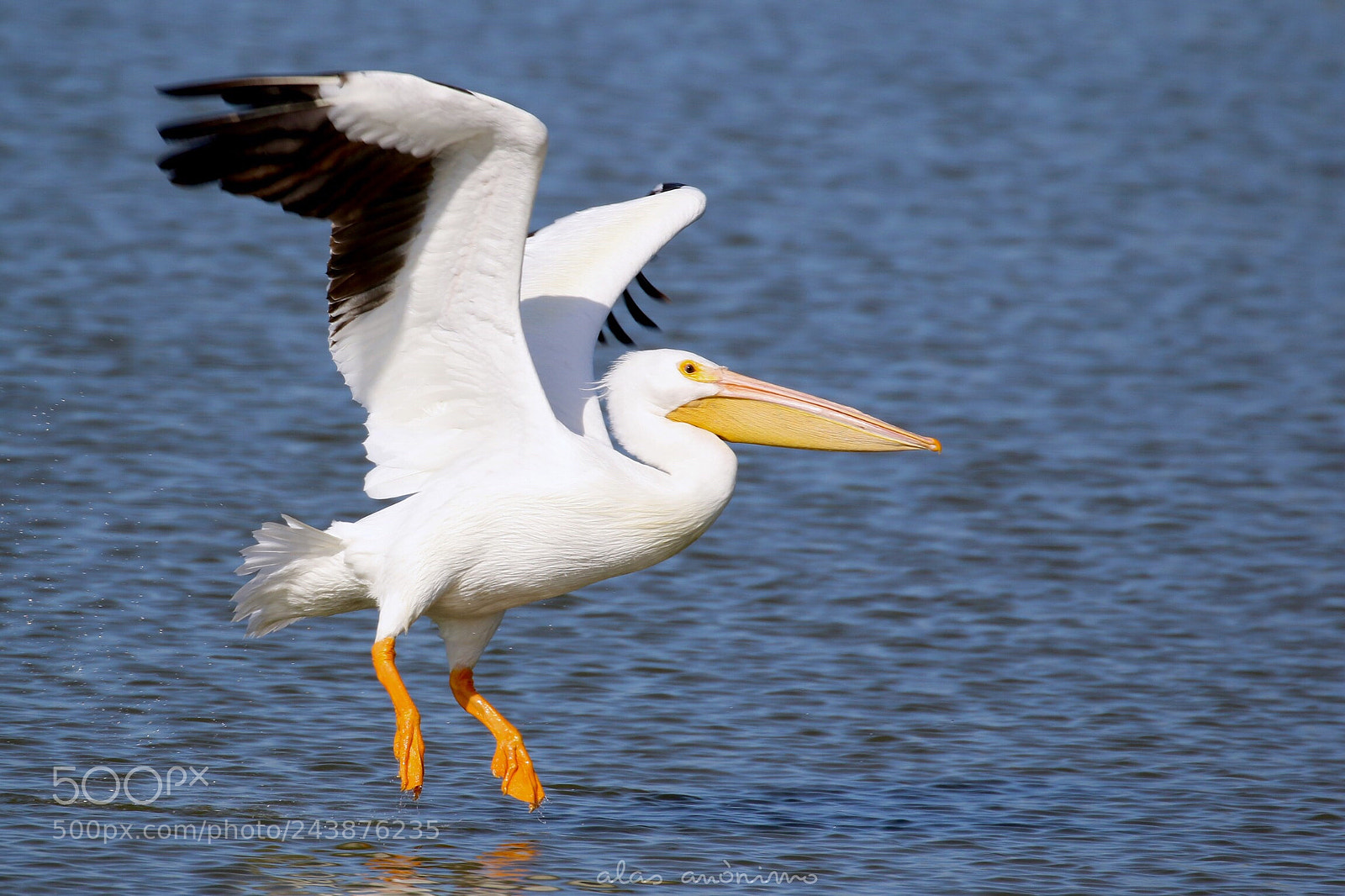 Canon EOS 7D Mark II sample photo. In motion....! photography