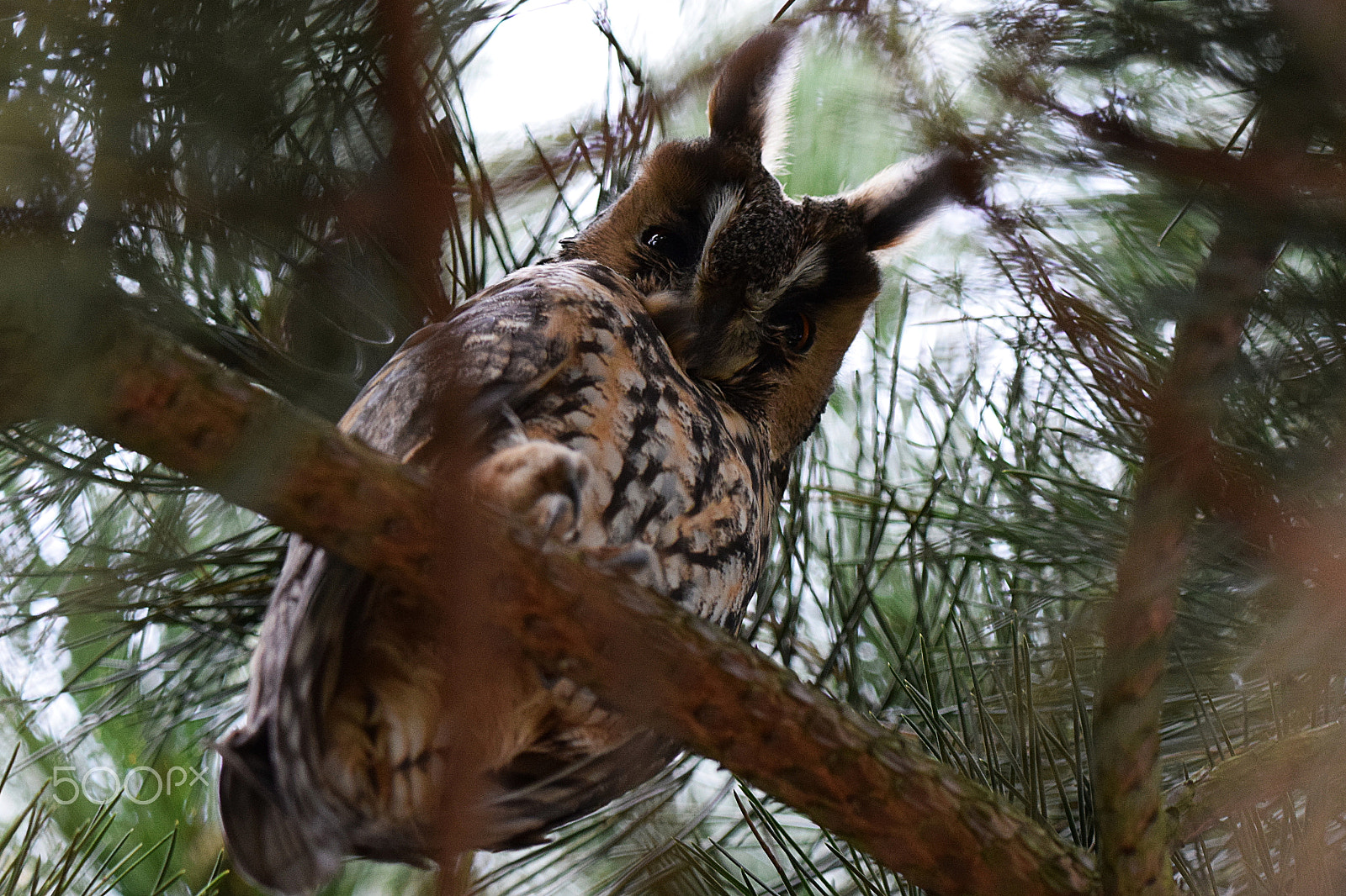 Nikon D5300 + Sigma 150-600mm F5-6.3 DG OS HSM | C sample photo. Long eared owl photography