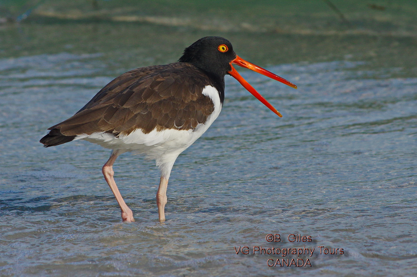 Pentax K-3 sample photo. Vocal oystercatcher photography