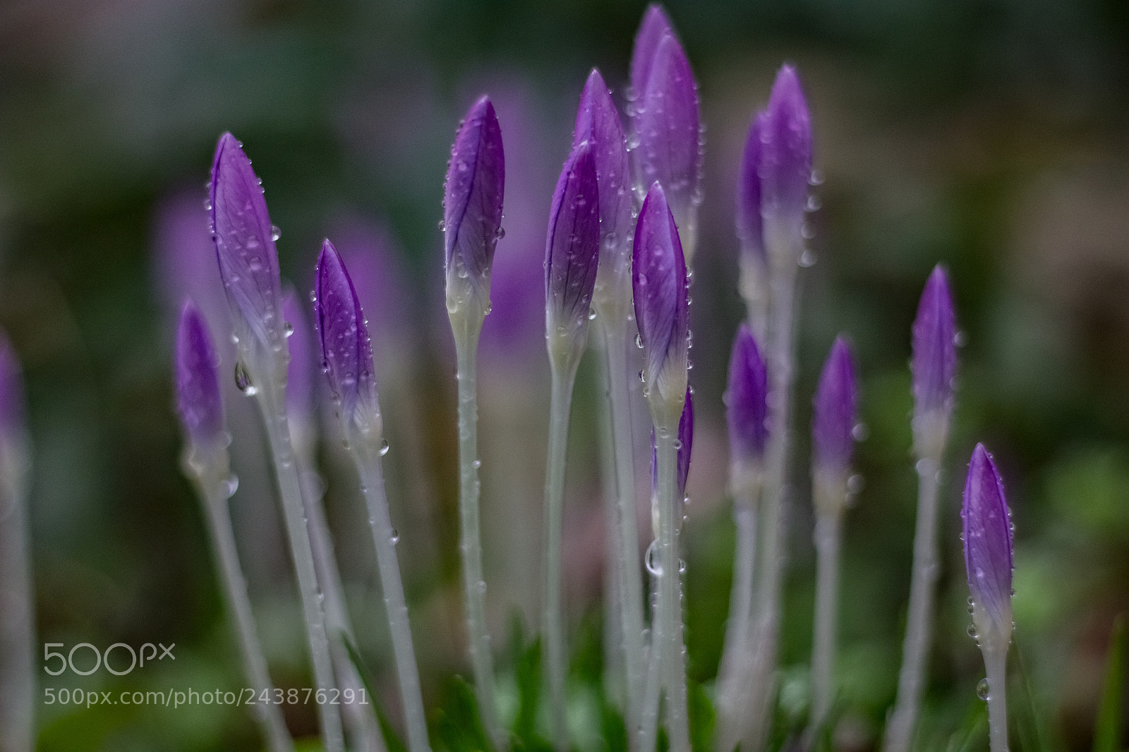 Canon EOS 550D (EOS Rebel T2i / EOS Kiss X4) sample photo. Crocus violet photography