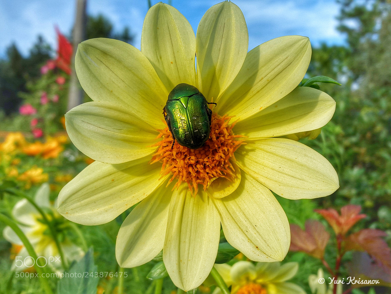 Samsung Galaxy Alpha sample photo. Cetonia aurata and dahlia photography