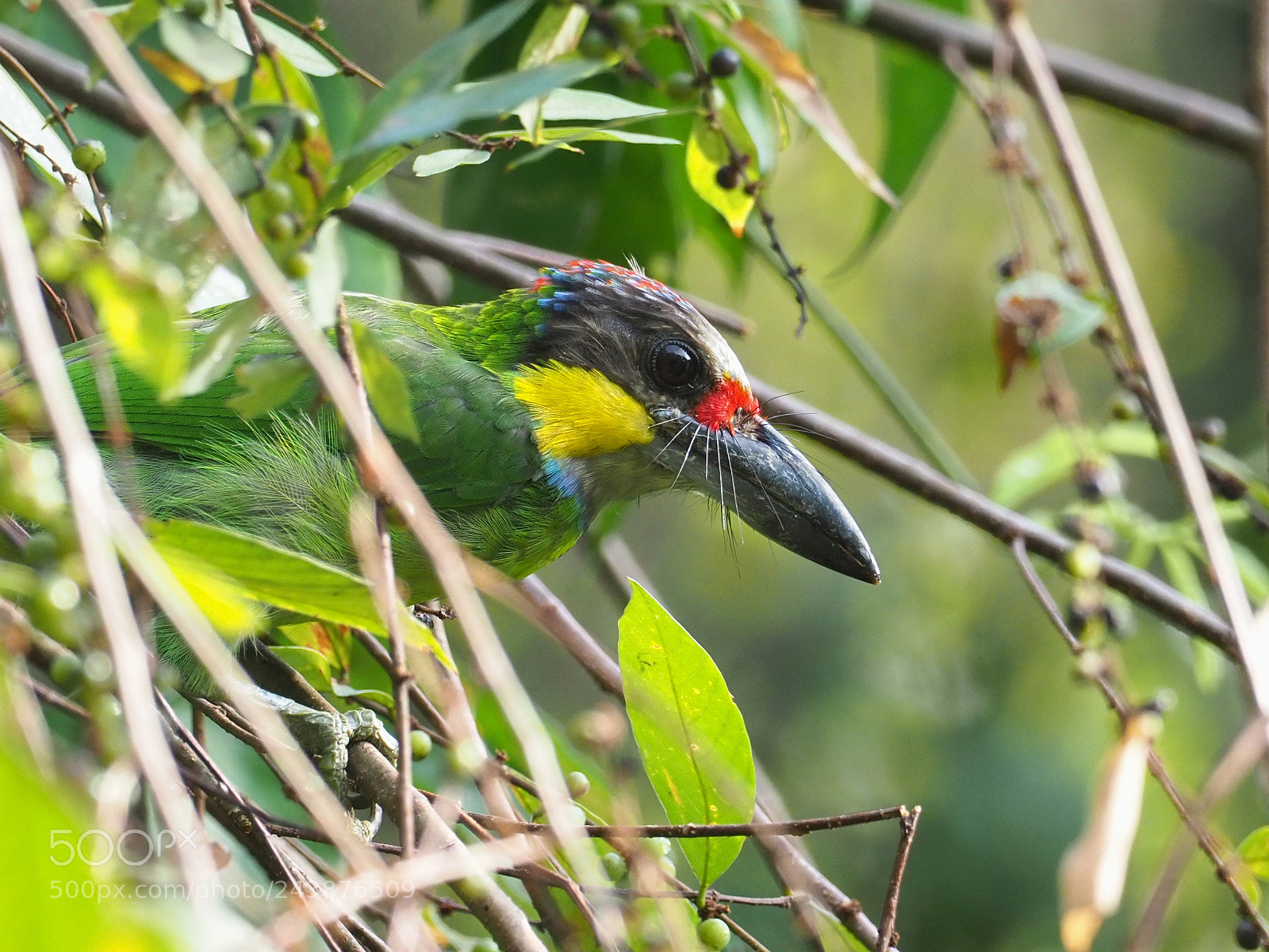Olympus OM-D E-M1 Mark II sample photo. Golden-whiskered barbet photography