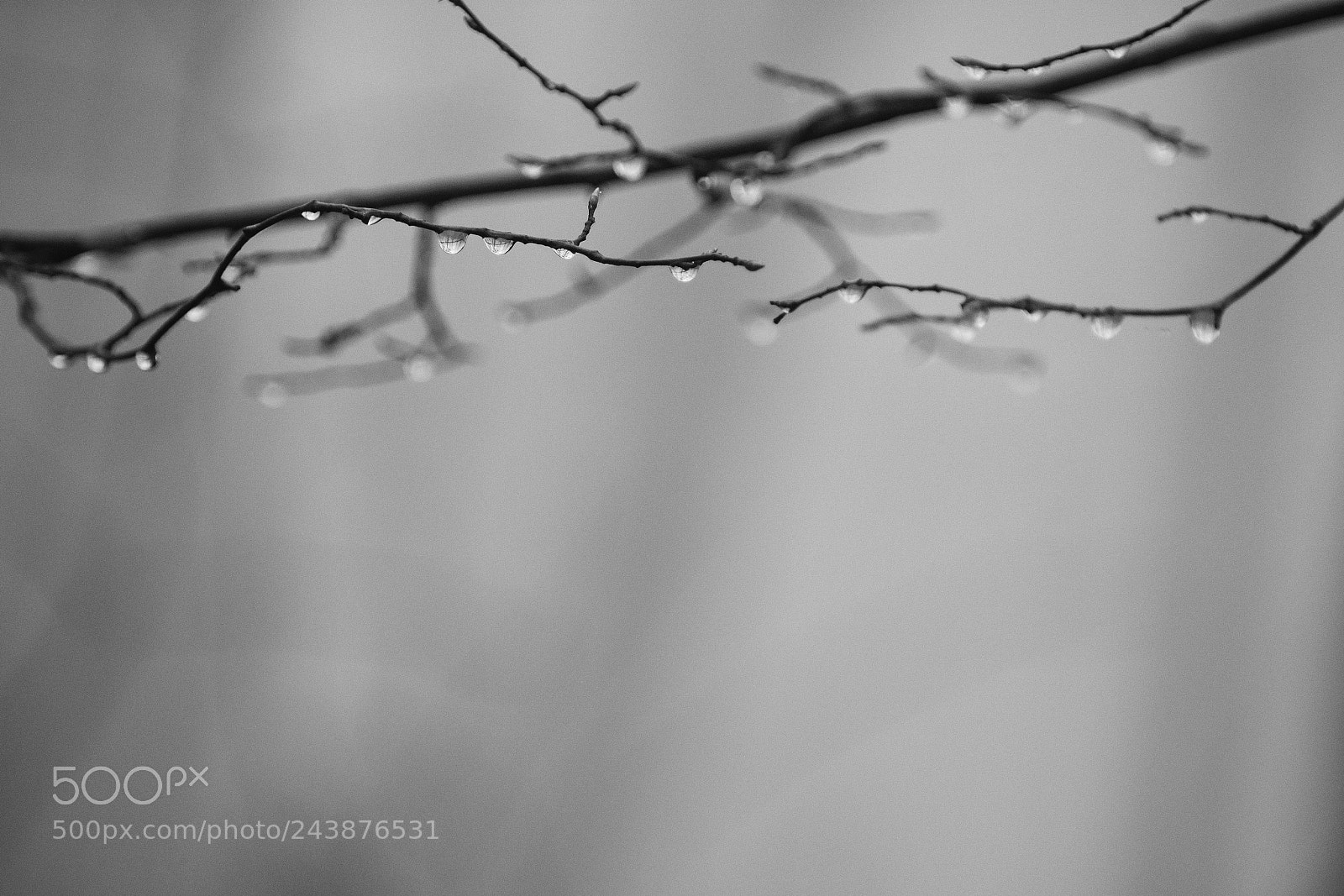 Nikon D7200 sample photo. Little drops photography