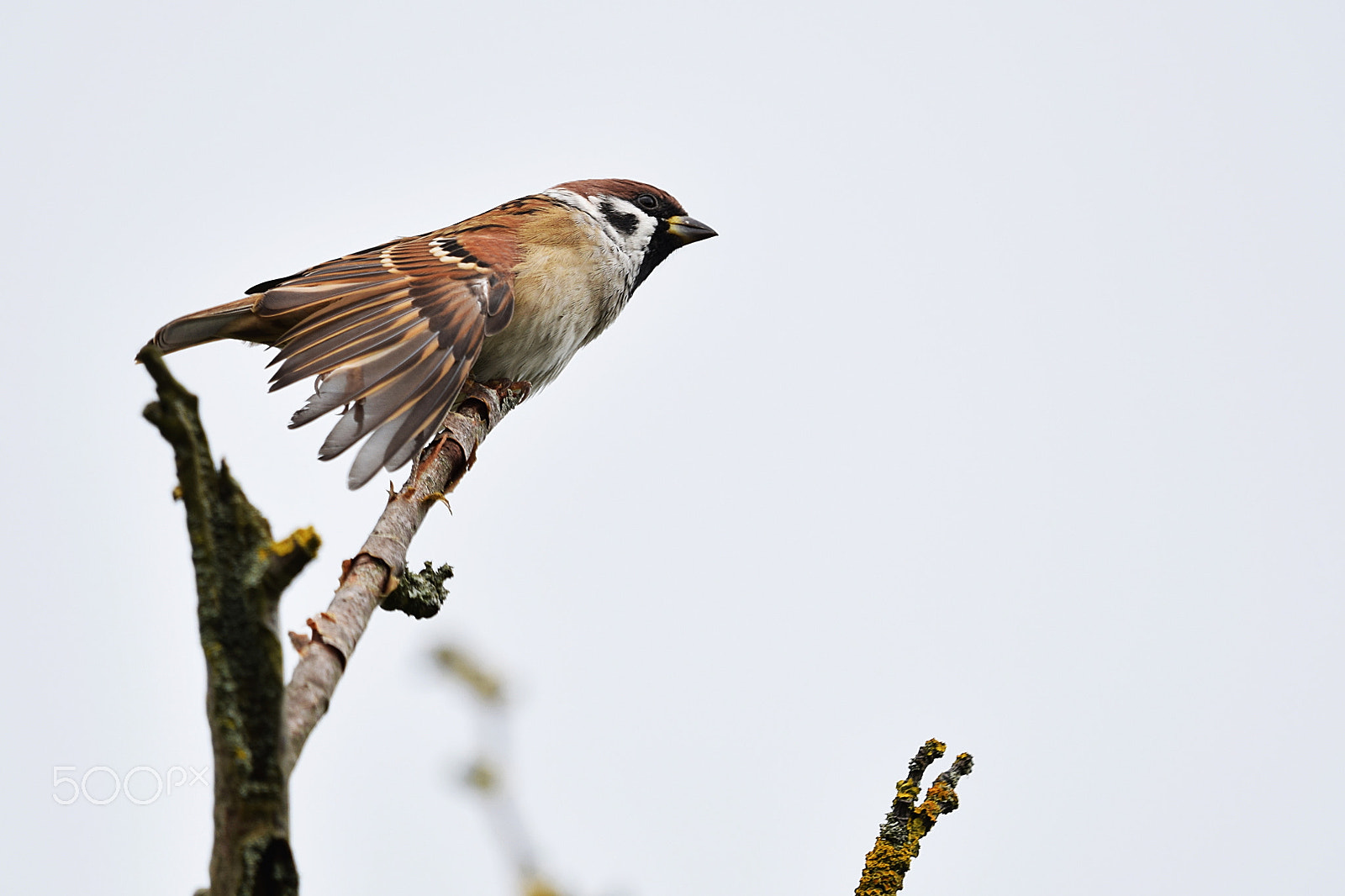 Sigma 150-600mm F5-6.3 DG OS HSM | C sample photo. Eurasian tree sparrow photography