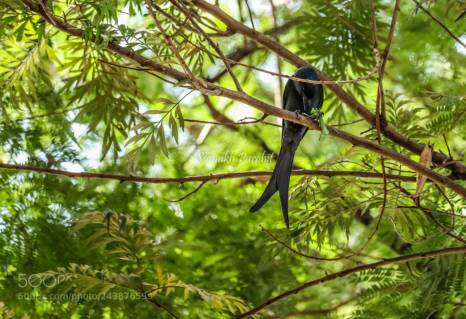 Canon EOS 200D (EOS Rebel SL2 / EOS Kiss X9) sample photo. Black drongo with a photography