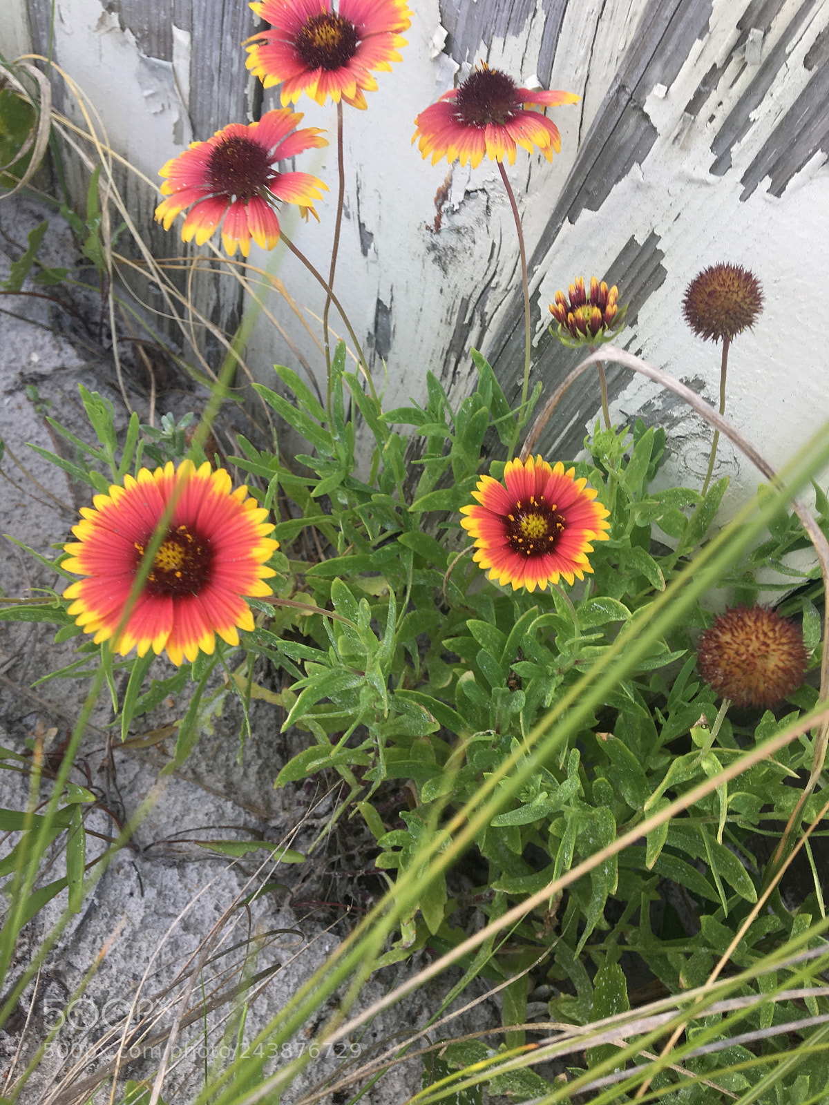 Apple iPhone 6s sample photo. Indian blanket photography