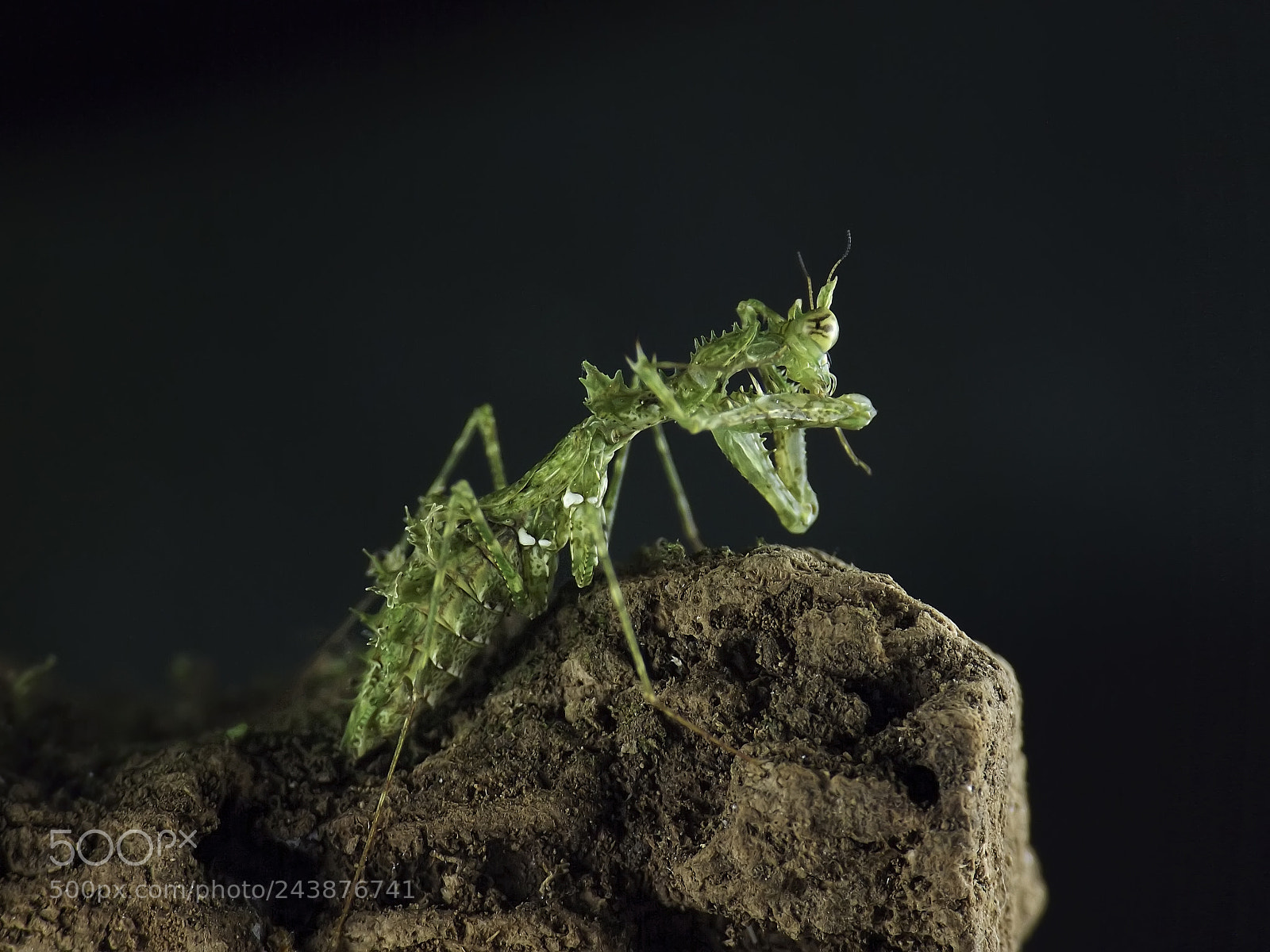 Fujifilm FinePix S4800 sample photo. Haania mantis photography