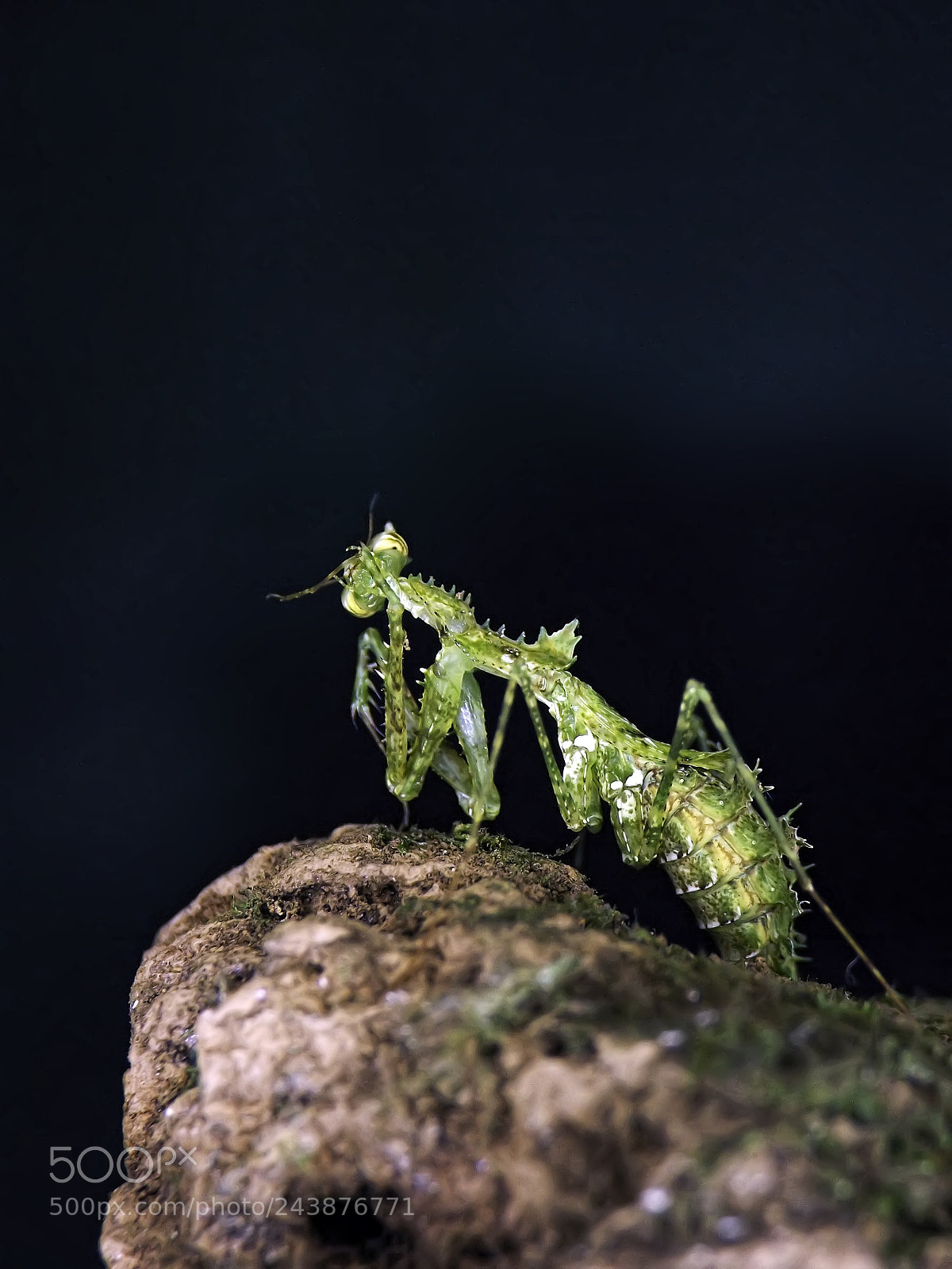 Fujifilm FinePix S4800 sample photo. Moss mantis photography