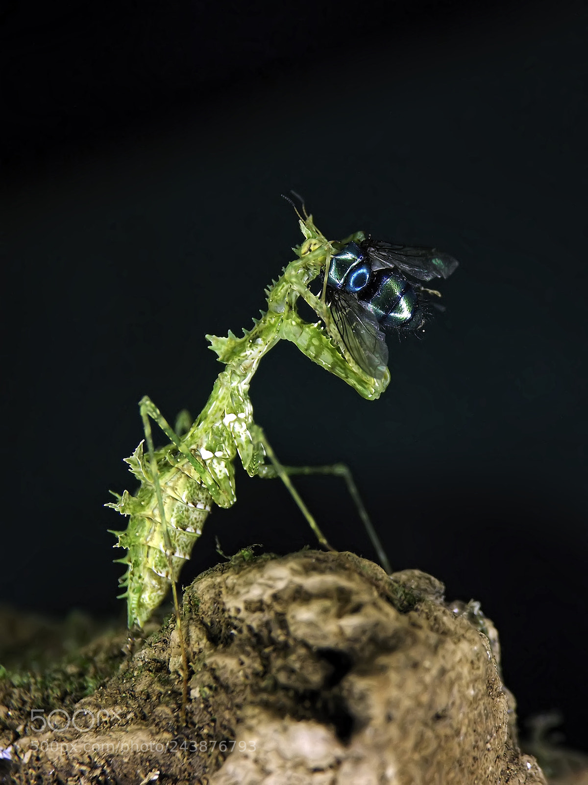 Fujifilm FinePix S4800 sample photo. Moss mantis eating fly photography