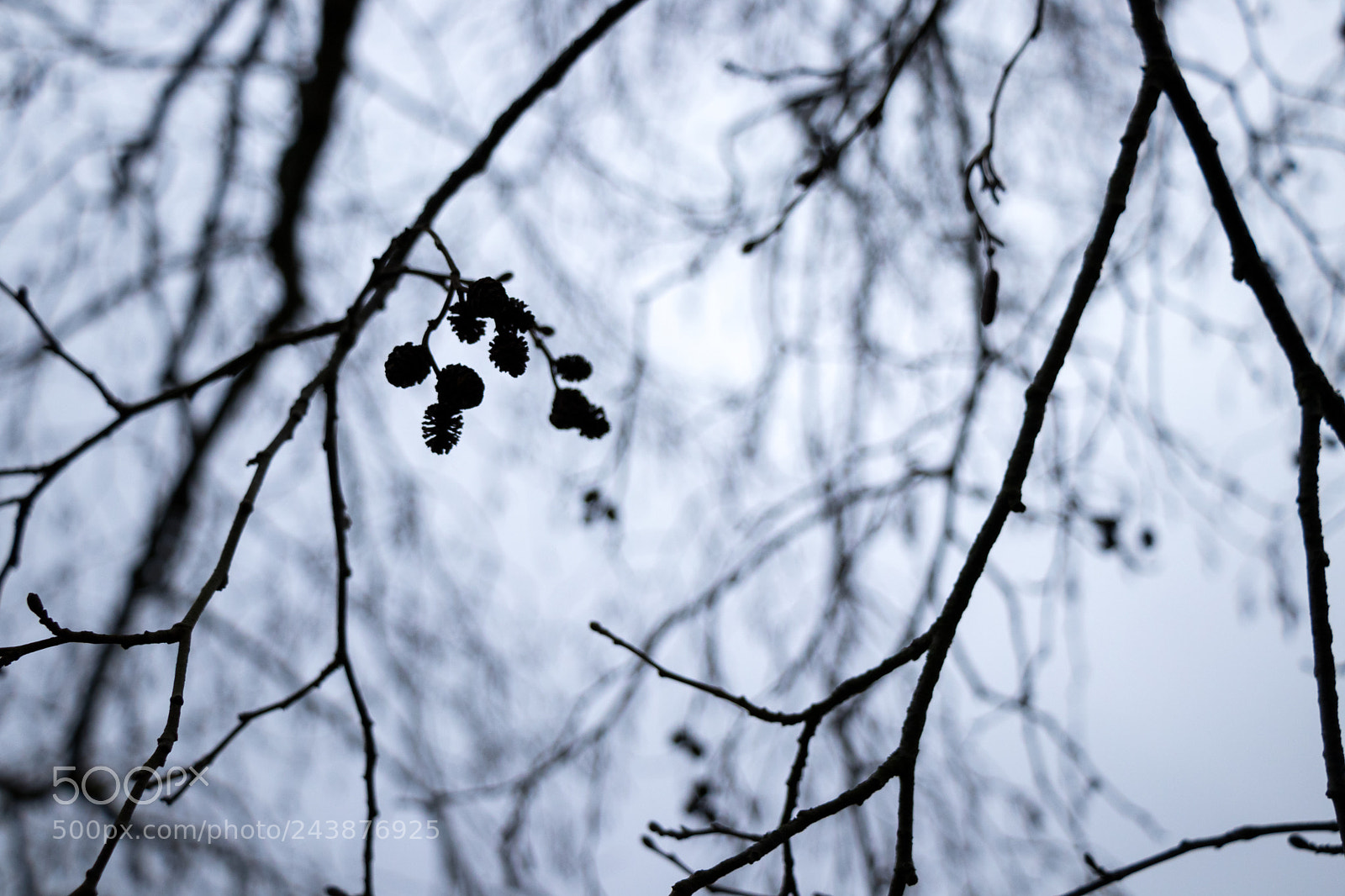 Canon EOS 77D (EOS 9000D / EOS 770D) sample photo. Winter drama photography