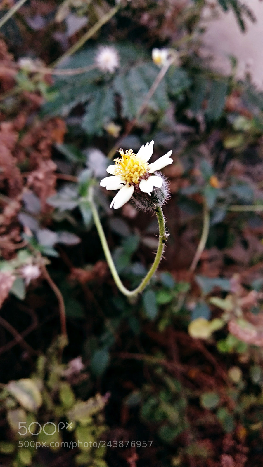 Xiaomi Mi A1 sample photo. Untitled photography