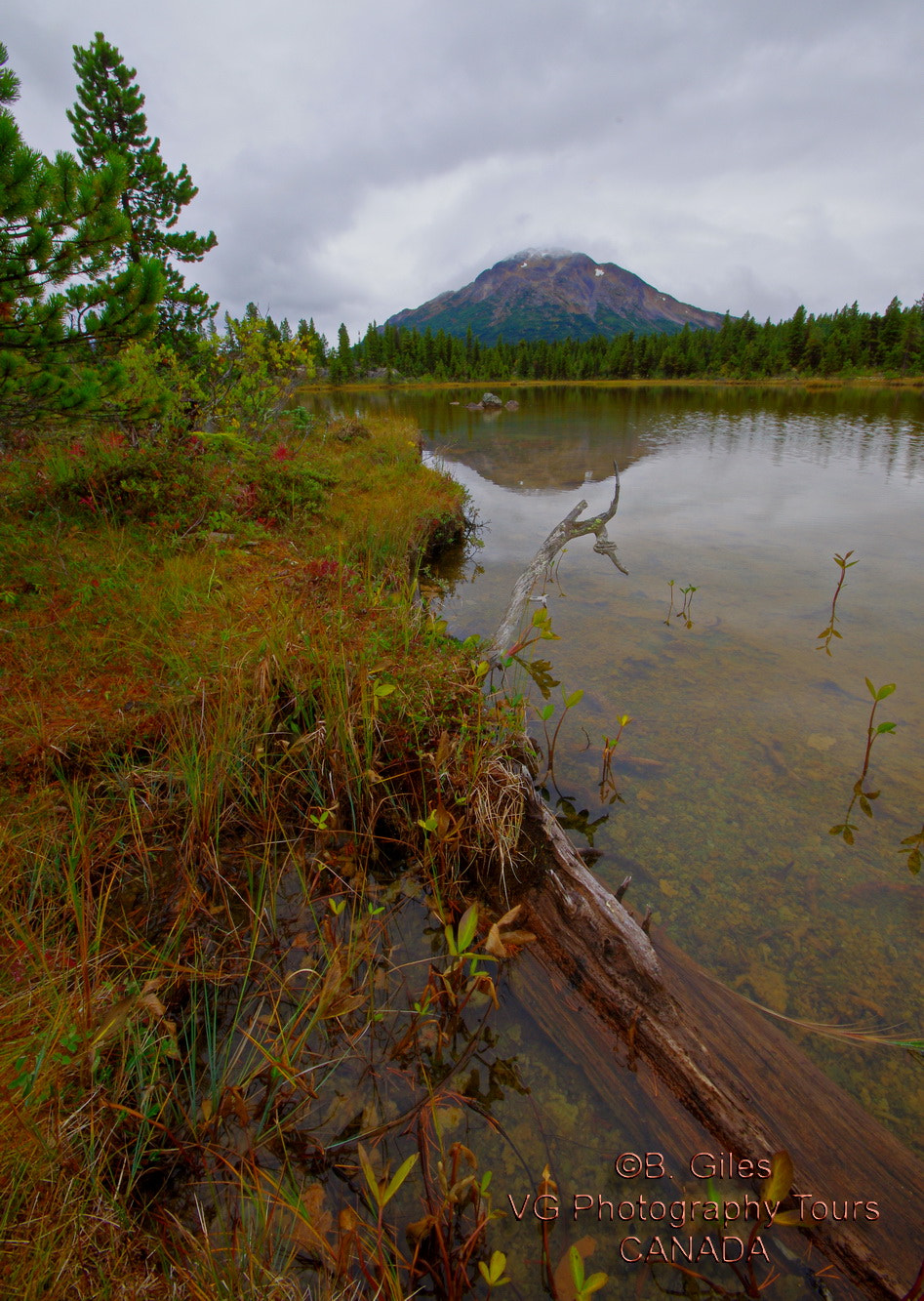 Pentax K-5 IIs + Sigma AF 10-20mm F4-5.6 EX DC sample photo. Yukon gold photography