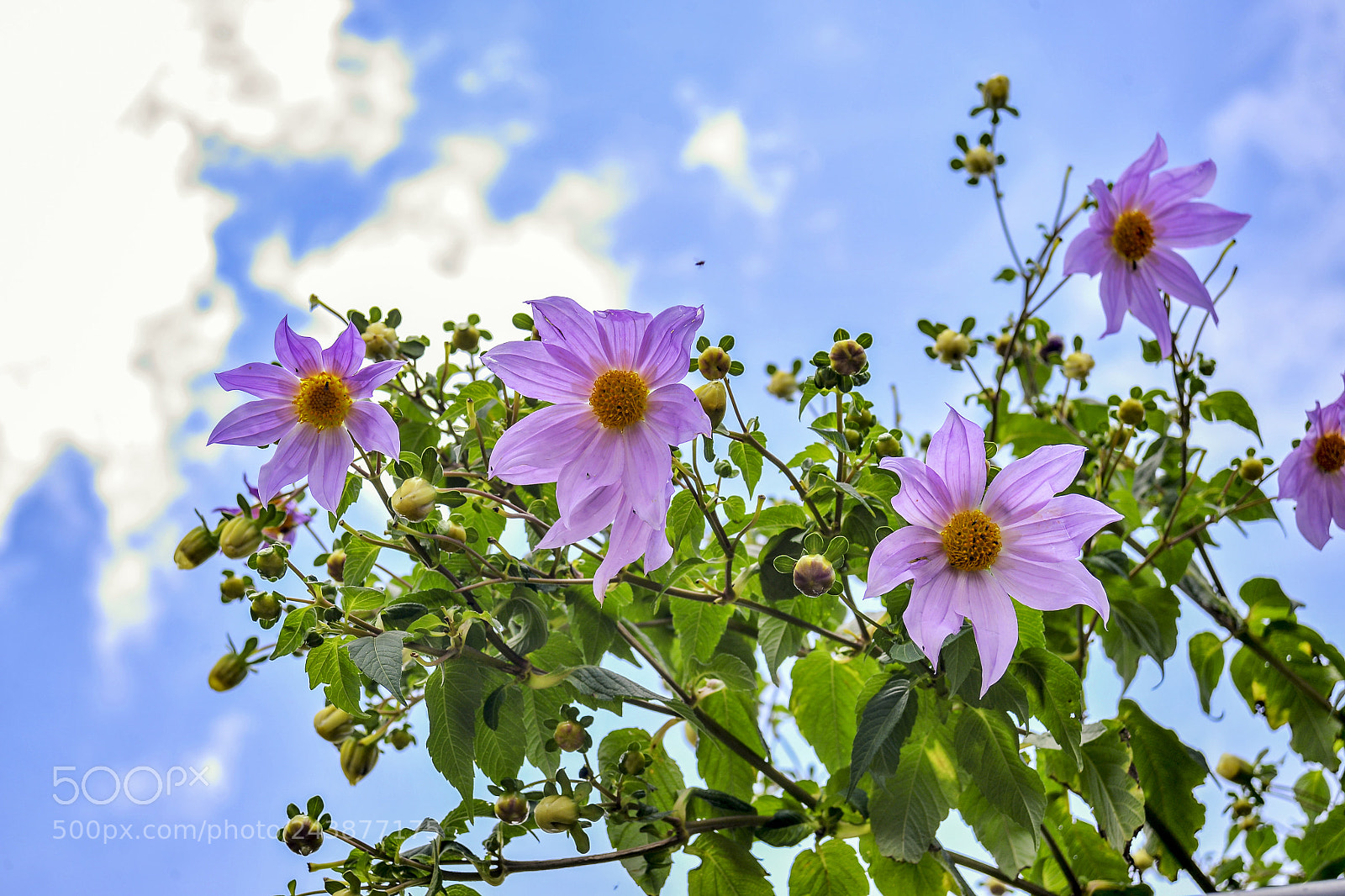 Nikon D610 sample photo. Wild flowers photography