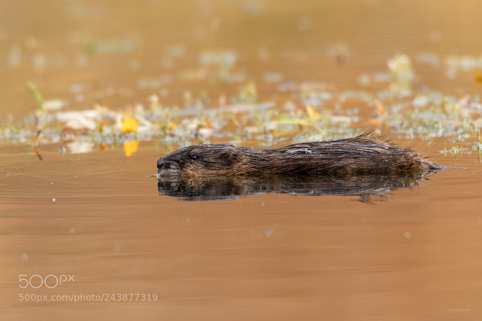 Canon EOS 7D Mark II sample photo. Muskrat photography