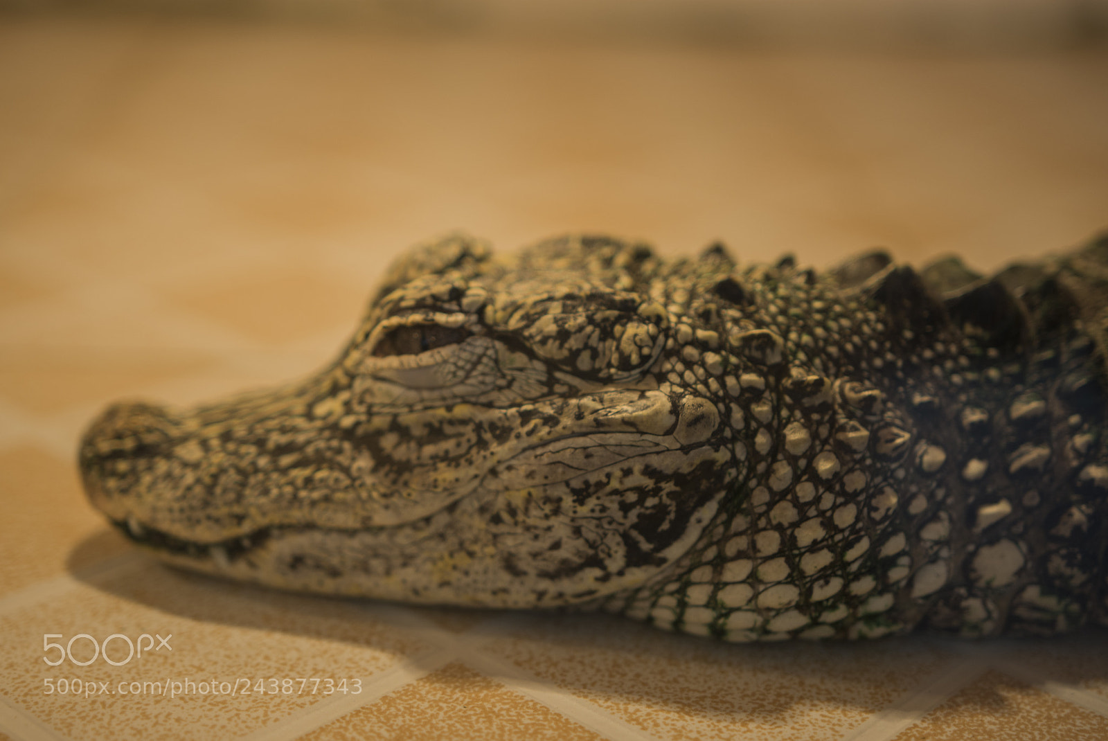 Nikon D7200 sample photo. Untitled photography