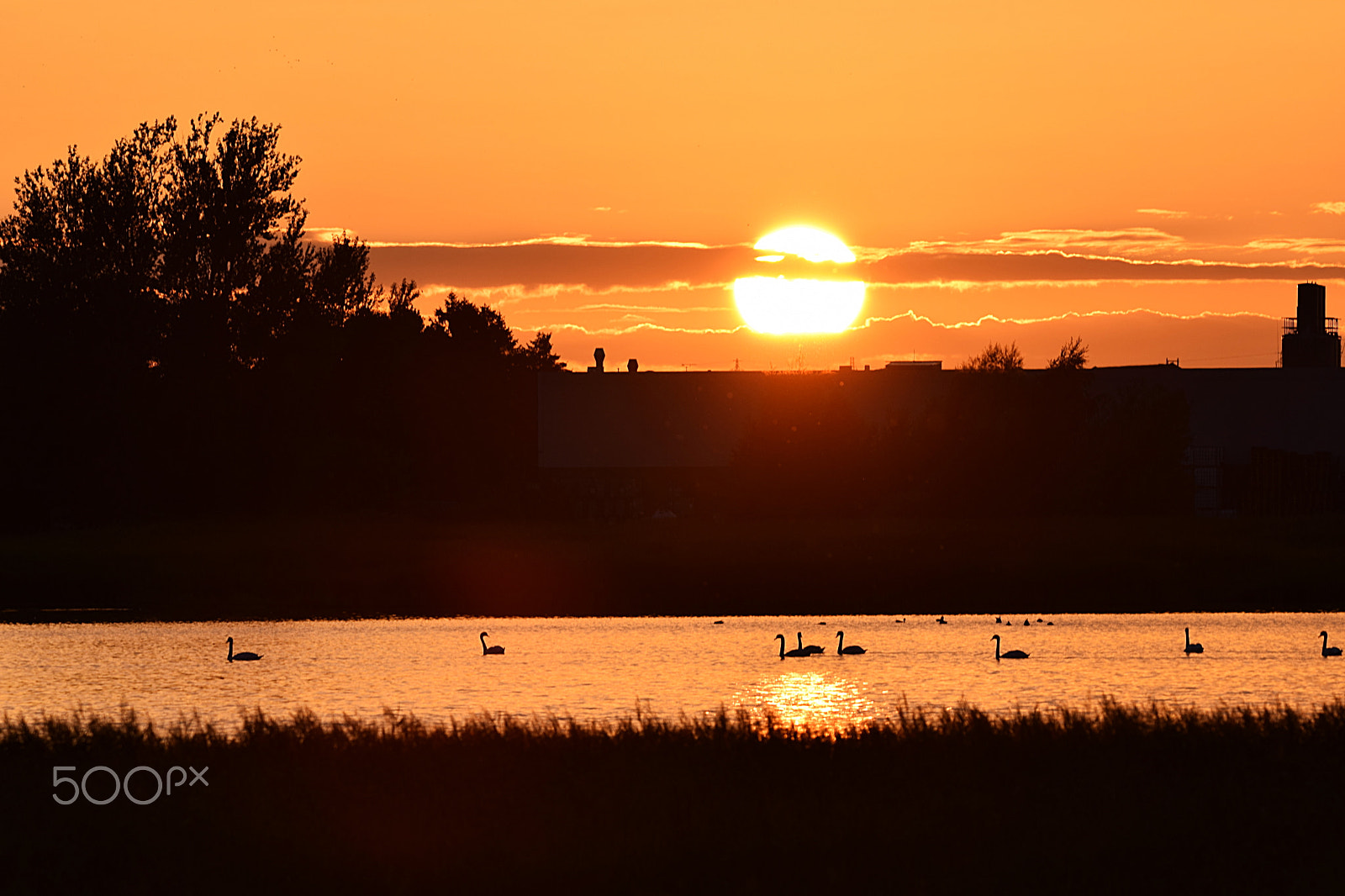 Nikon D5300 + Sigma 150-600mm F5-6.3 DG OS HSM | C sample photo. Sunset with swans photography