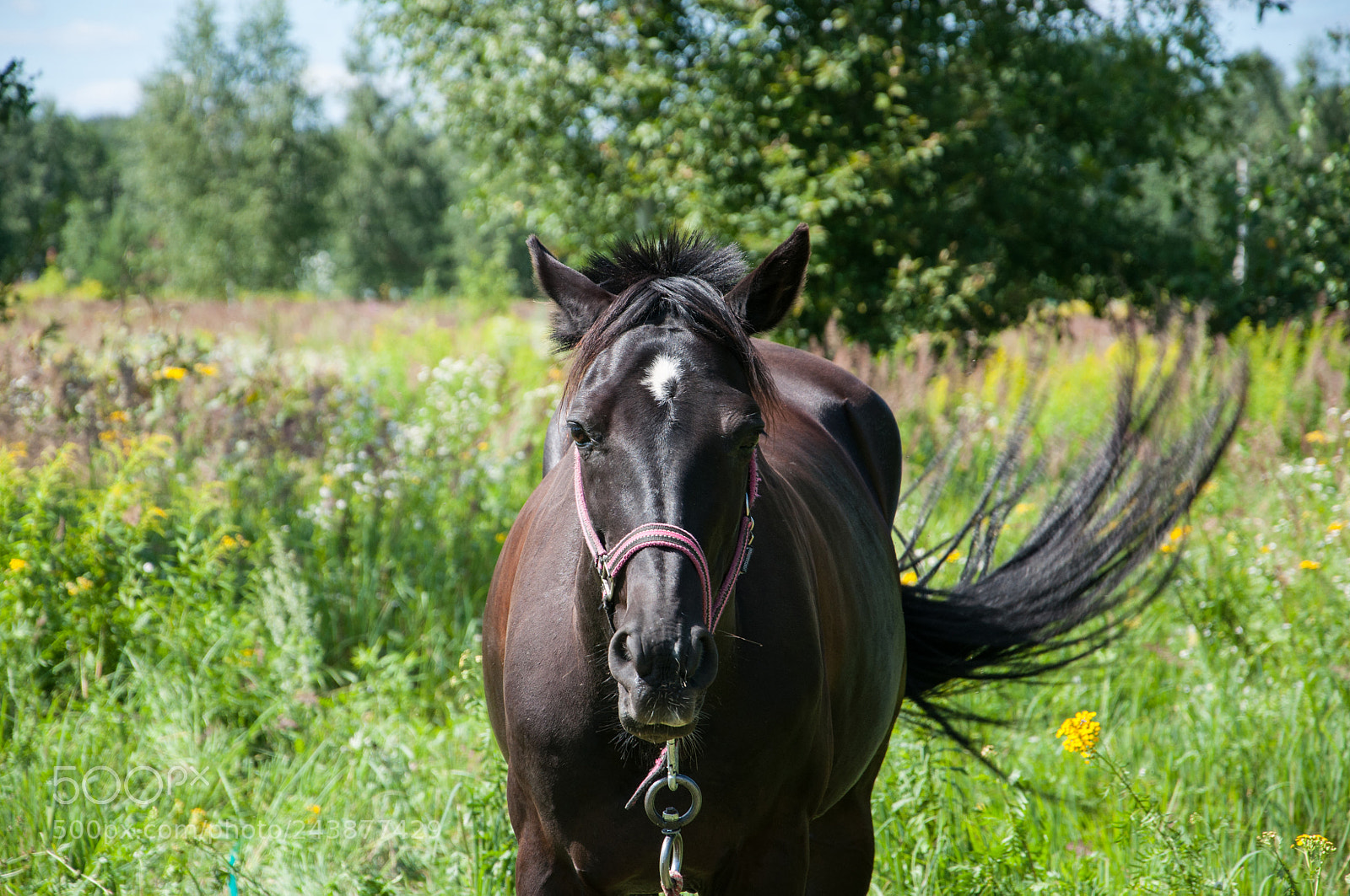 Nikon D90 sample photo. The black horse is photography