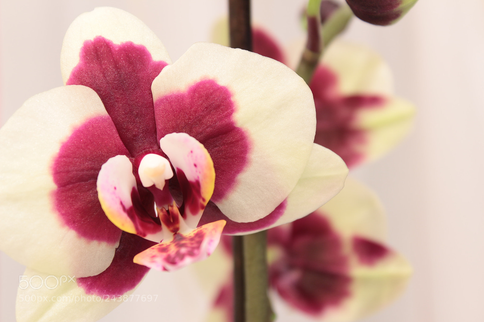 Canon EOS 100D (EOS Rebel SL1 / EOS Kiss X7) sample photo. Orchid 1. photography