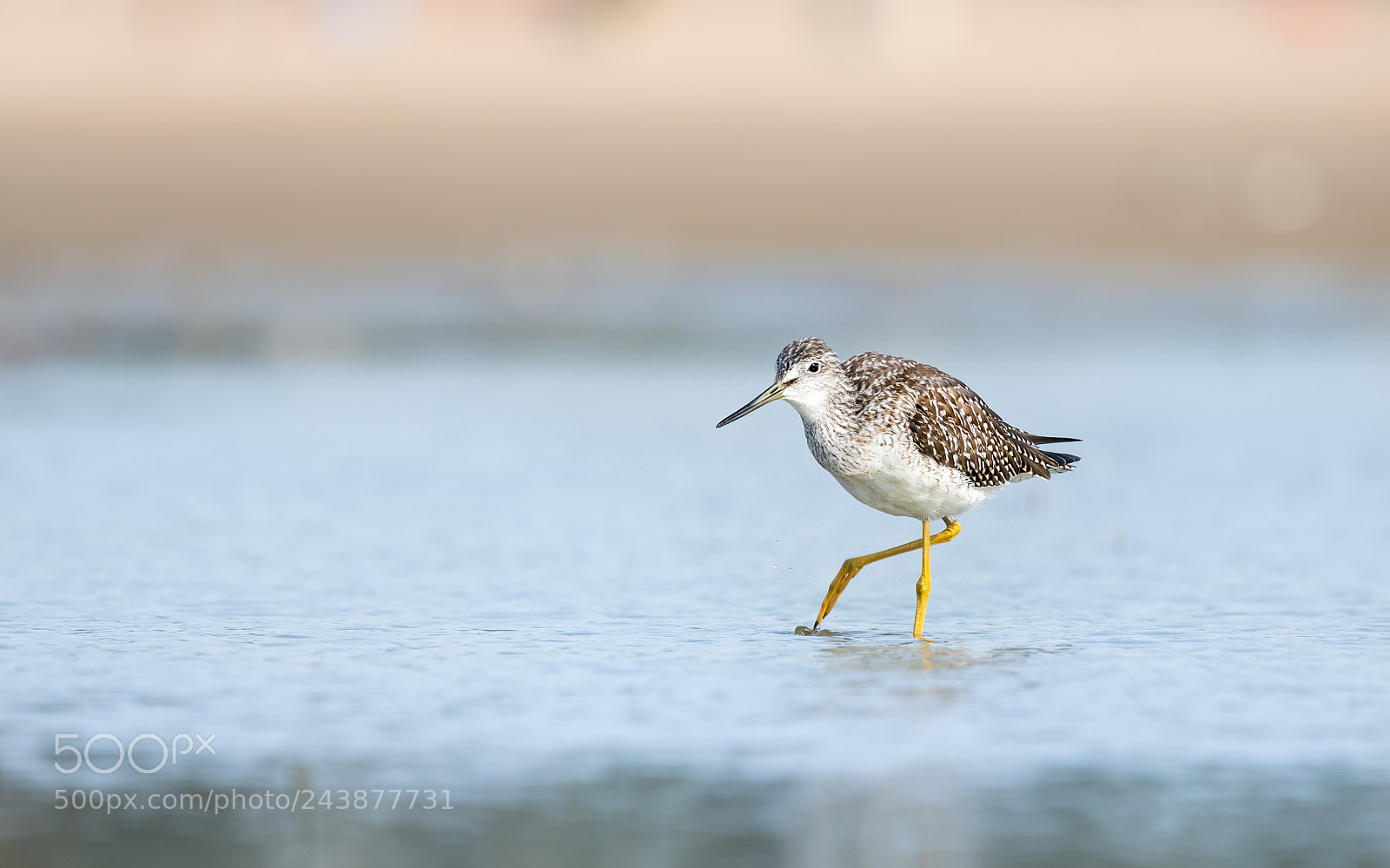 Sony a6300 sample photo. Greater yellow legs photography