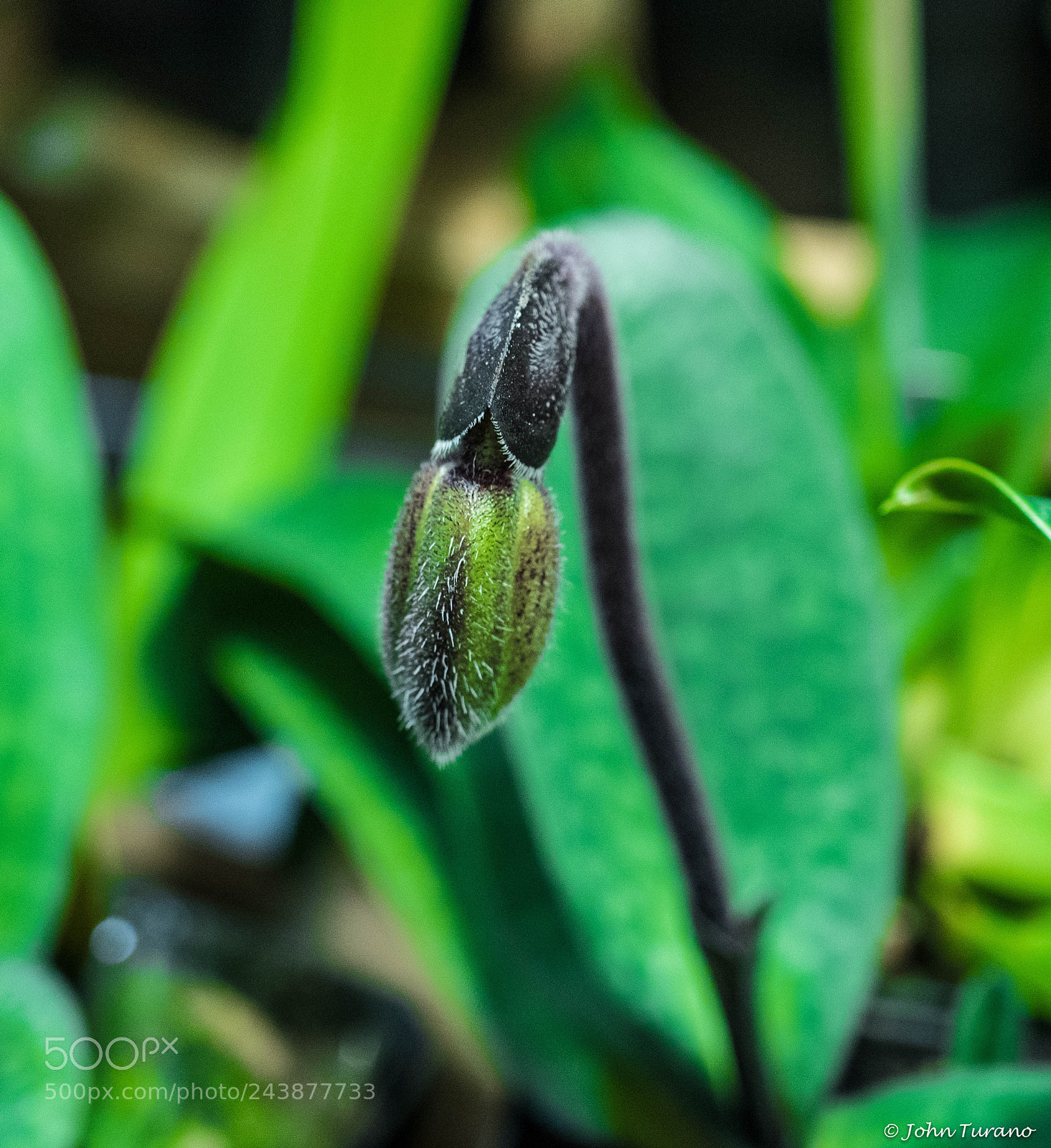 Olympus PEN E-PL7 sample photo. The bud photography