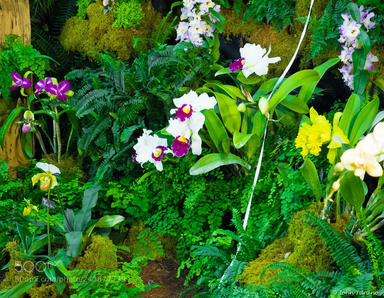 Olympus PEN E-PL7 sample photo. Orchid display photography