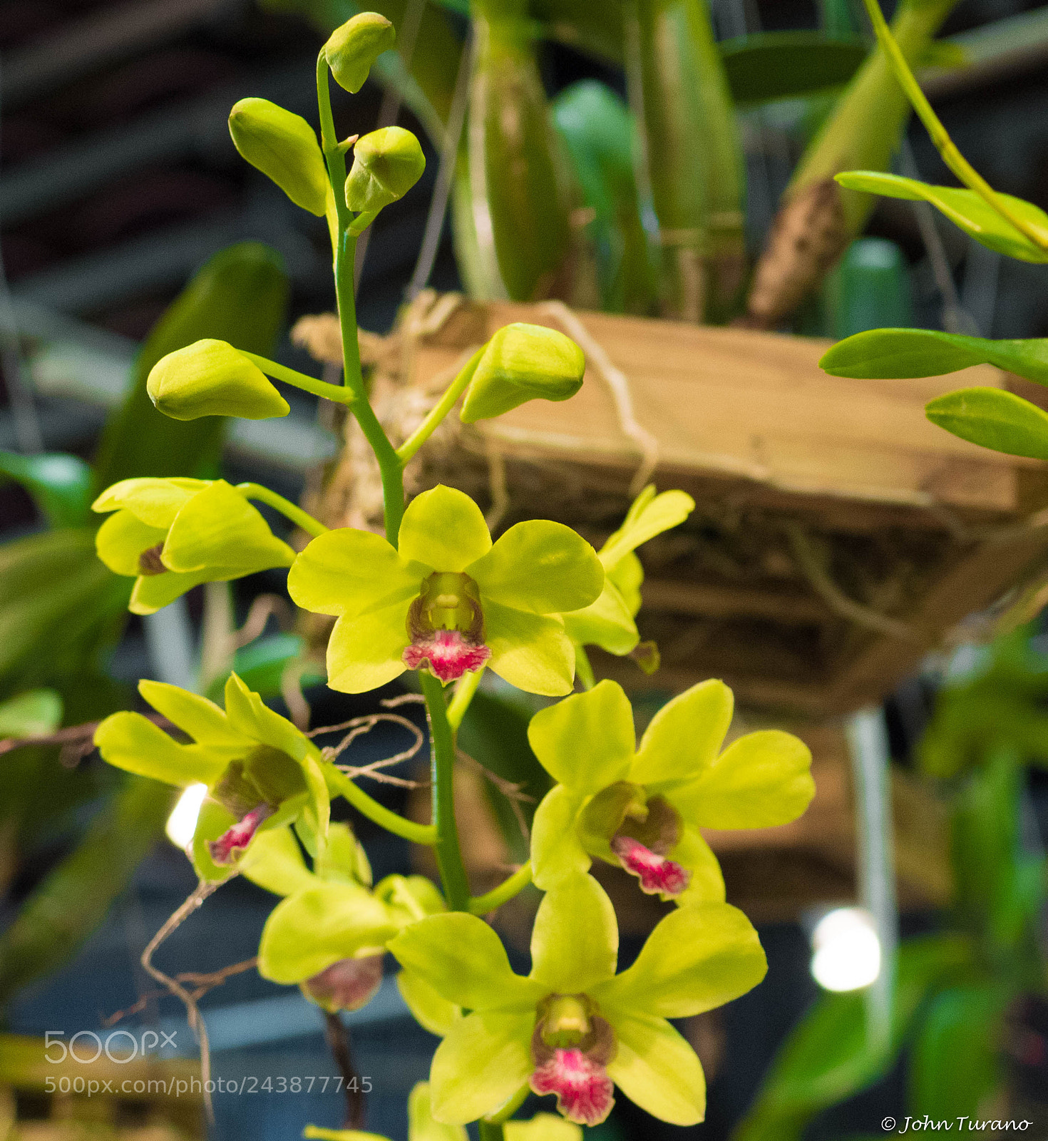 Olympus PEN E-PL7 sample photo. Green orchid photography